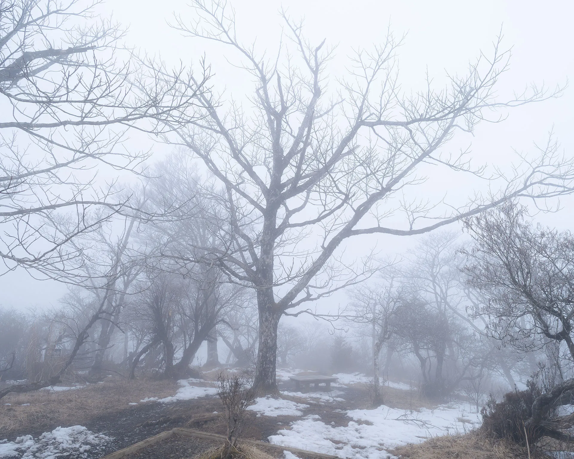 檜洞丸山頂(標高1,601m)の山頂標識と可愛らしい雪だるま。背景に広がる霧のブナ原生林。