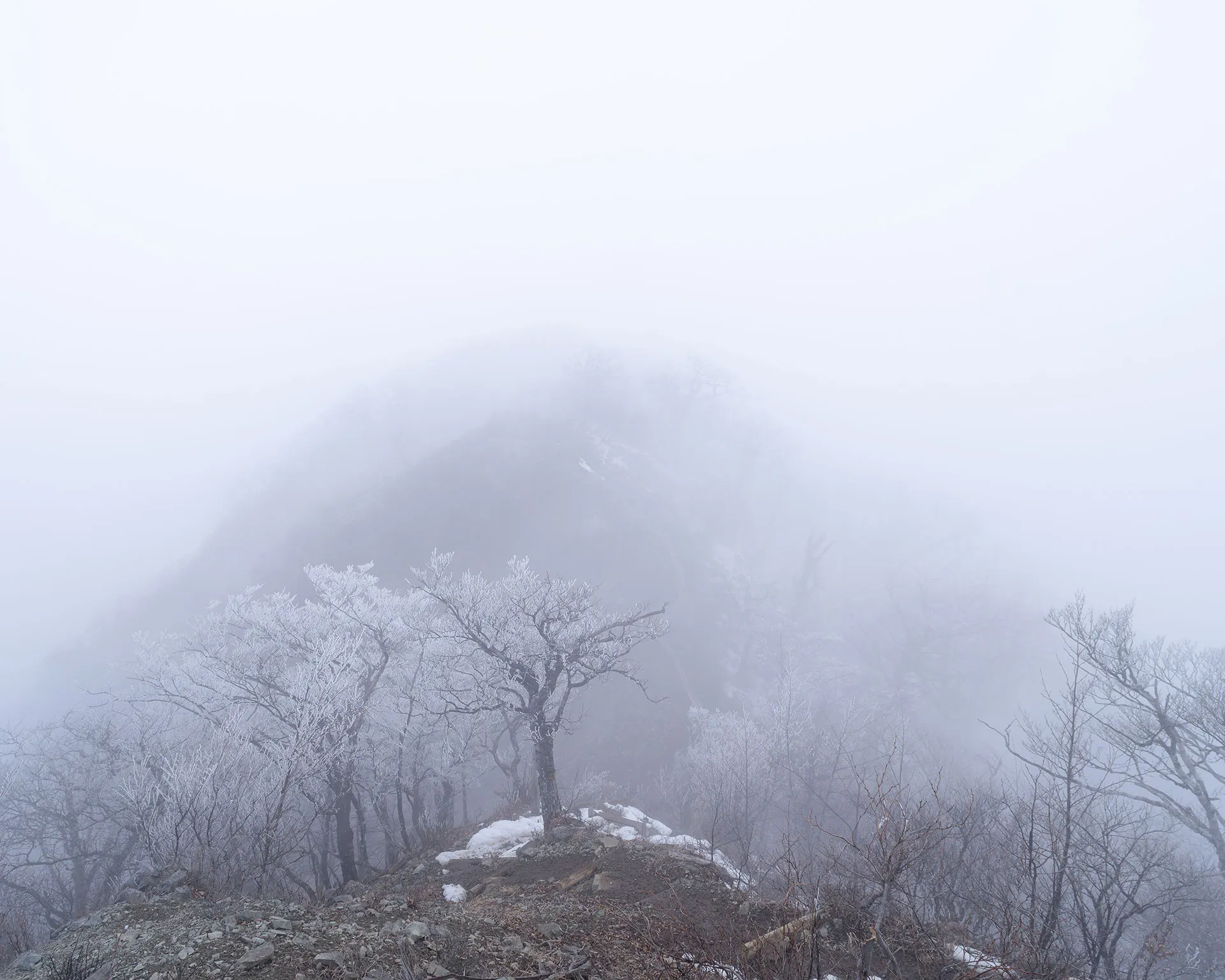 霧に包まれた檜洞丸の稜線と、枝に白く付着した霧氷(むひょう)。幻想的な厳冬期・残雪期の丹沢の山岳風景。