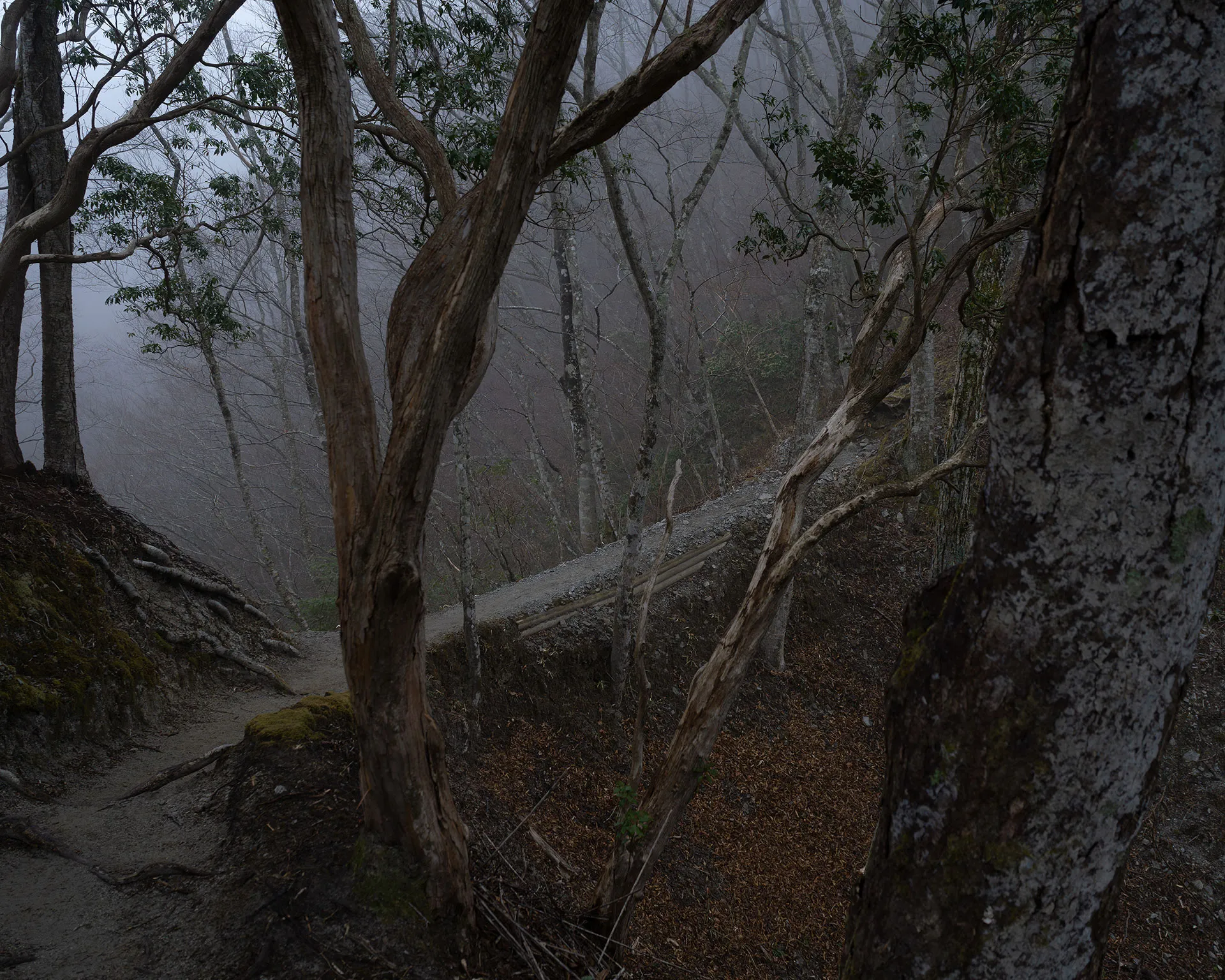 霧に包まれた丹沢・檜洞丸の登山道とブナの原生林。幻想的なガスの中を進むハイキングコース。