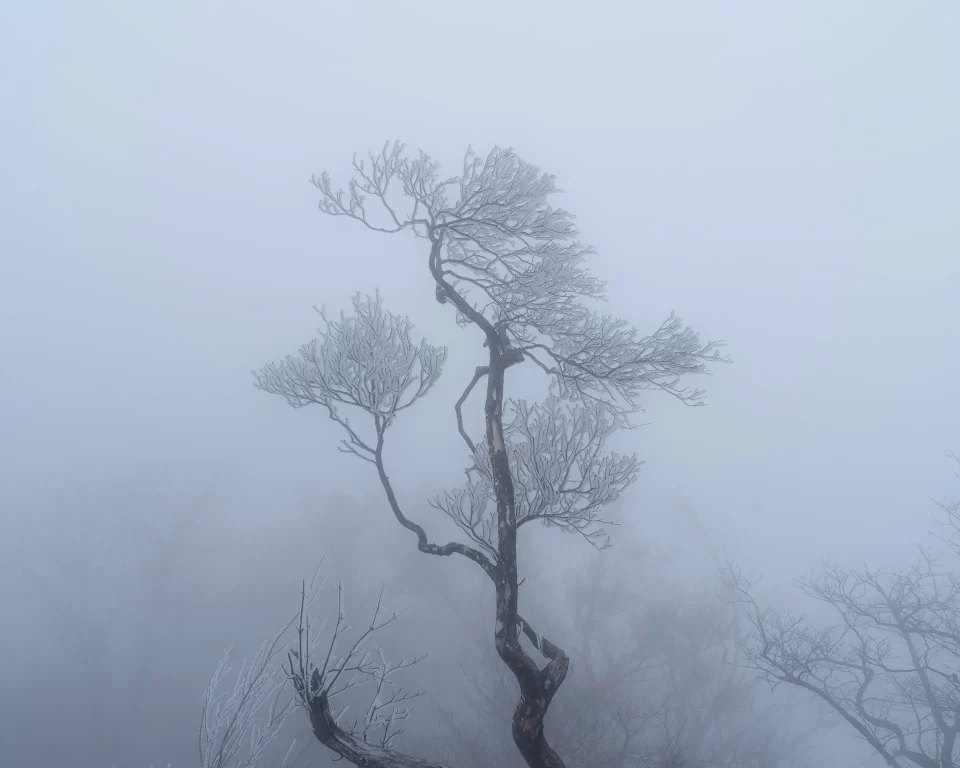 檜洞丸は霧の中