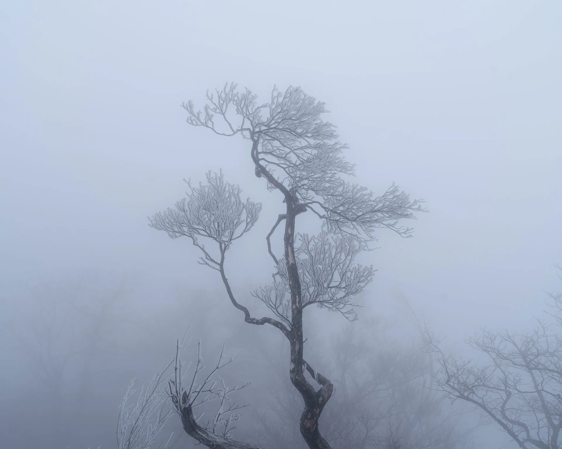 檜洞丸は霧の中