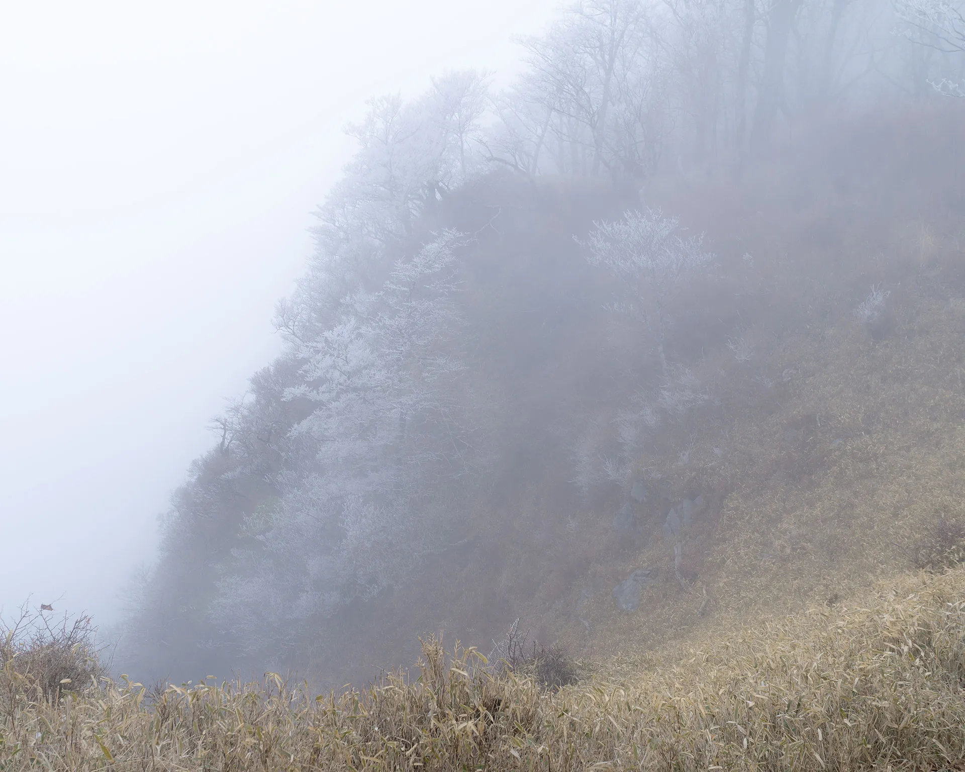 霧の切れ間に見える檜洞丸の急斜面と霧氷の木々。笹原(ササ)と残雪が混在する早春の西丹沢の景色。