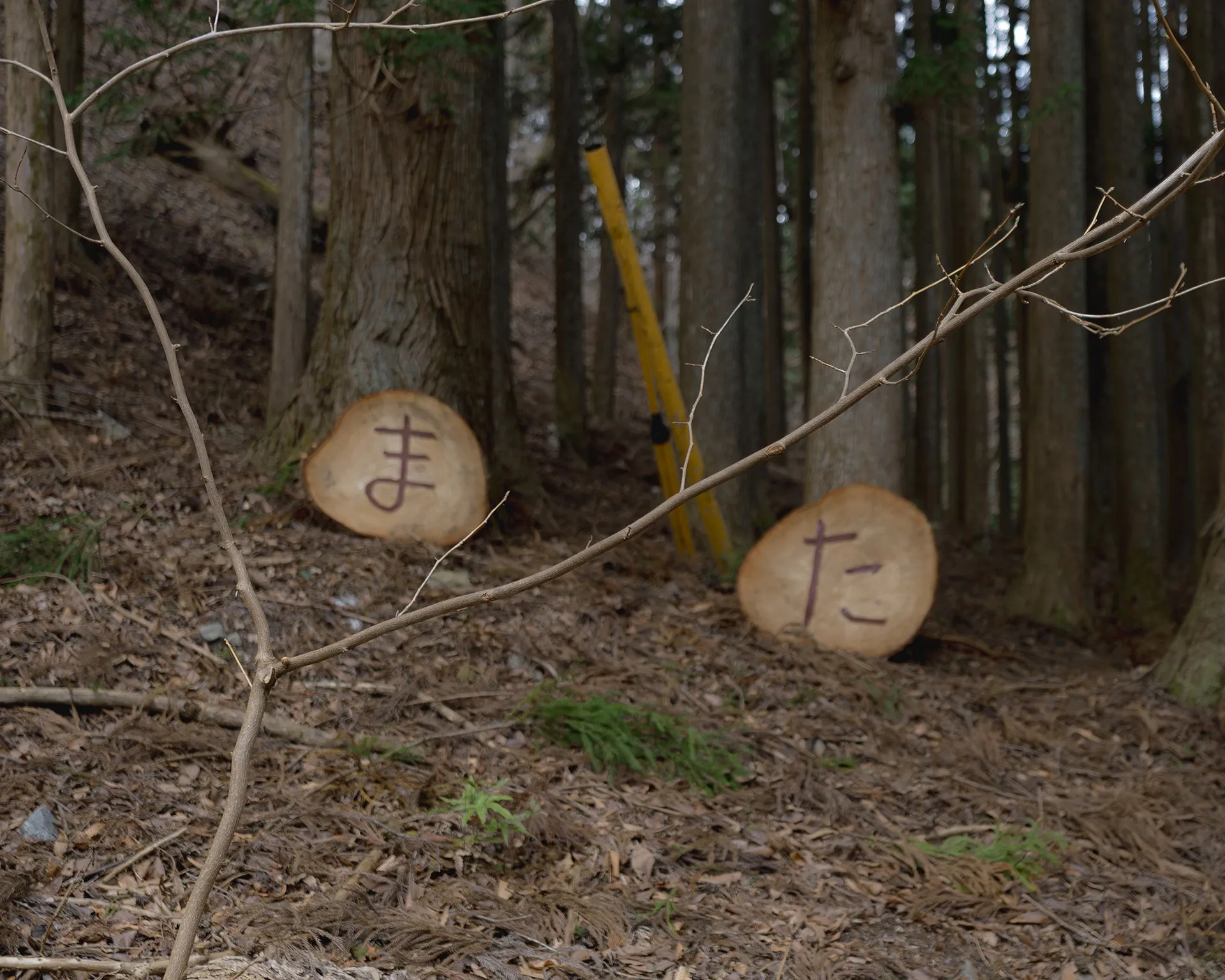 登山口付近の杉林に置かれた「また」と書かれた丸太の看板。下山後のハイカーを温かく迎える丹沢の山マナー。
