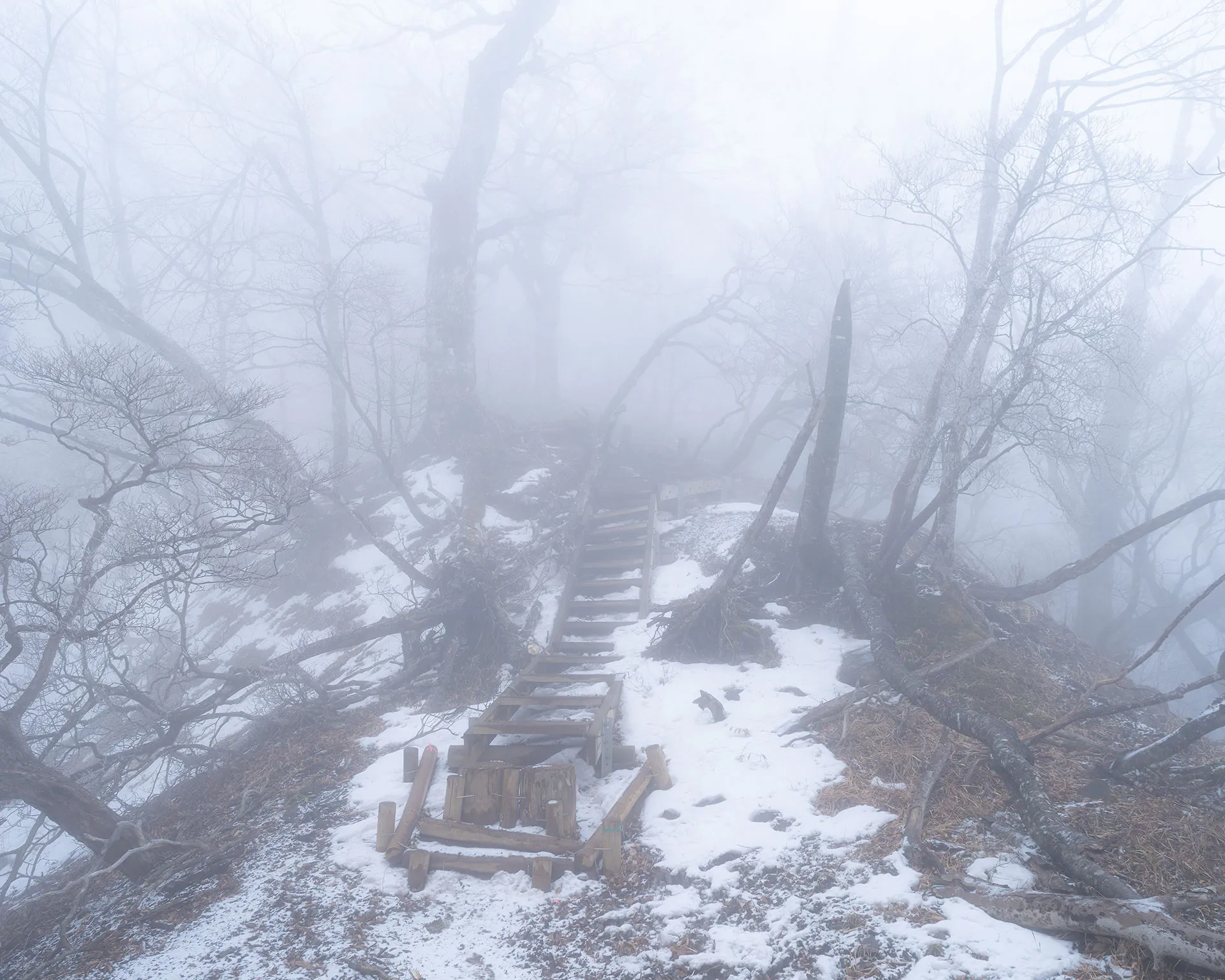 3月の檜洞丸登山道に残る雪と木製の階段。深い霧に覆われた幻想的な雪山ハイキングの様子。