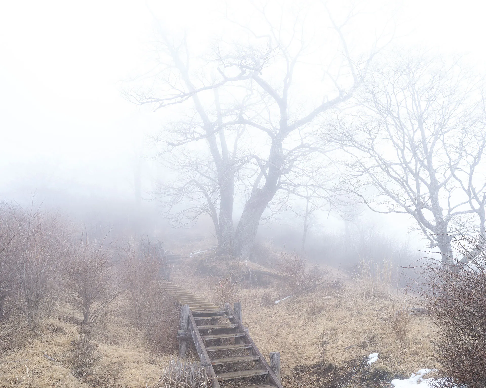 霧の中に浮かび上がる檜洞丸名物の大きなブナの木と登山道の木道。丹沢らしいガスに包まれた稜線歩き。