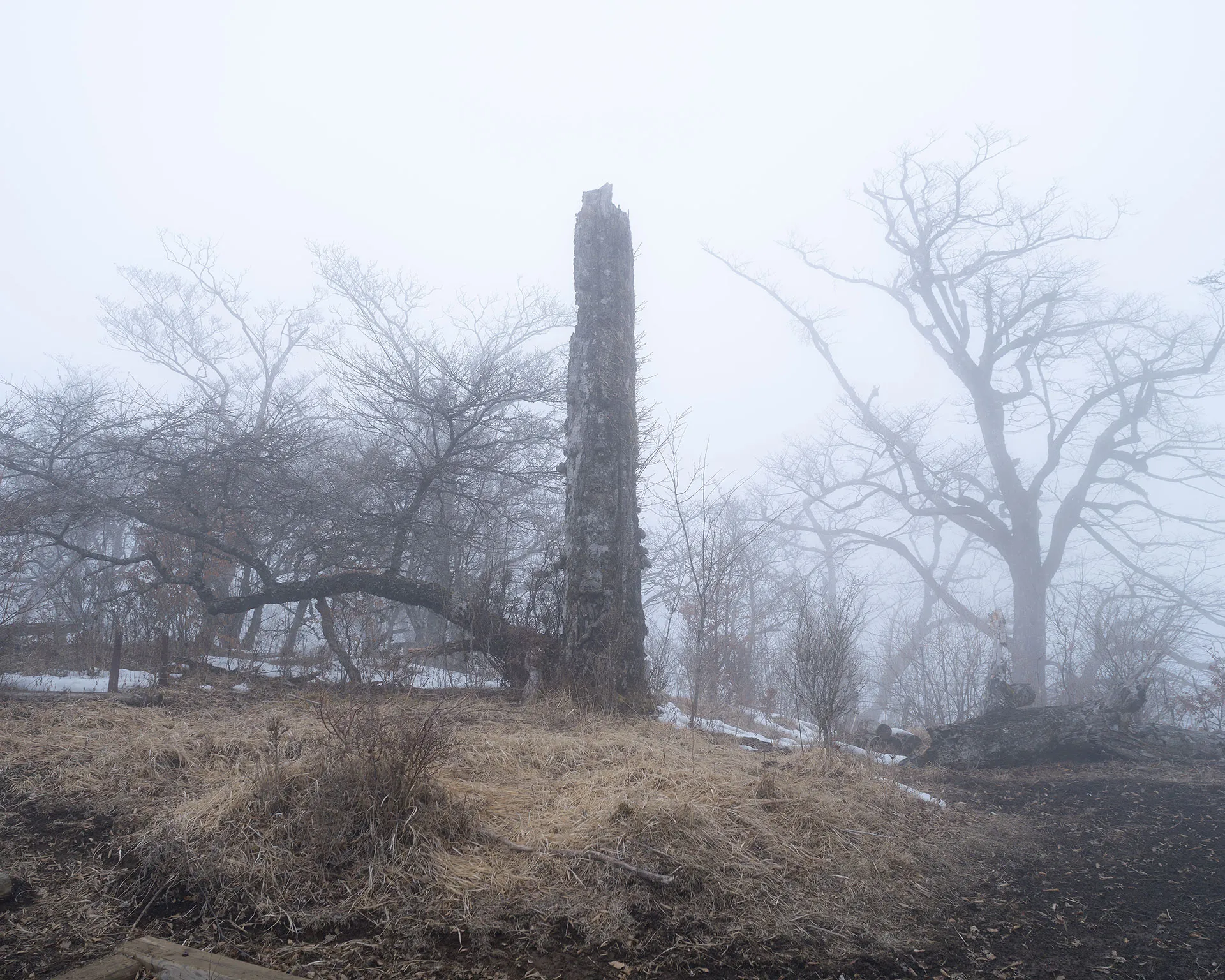 檜洞丸山頂付近に立ち枯れた巨木と霧のブナ林。西丹沢の厳しい自然と静寂を感じる風景。