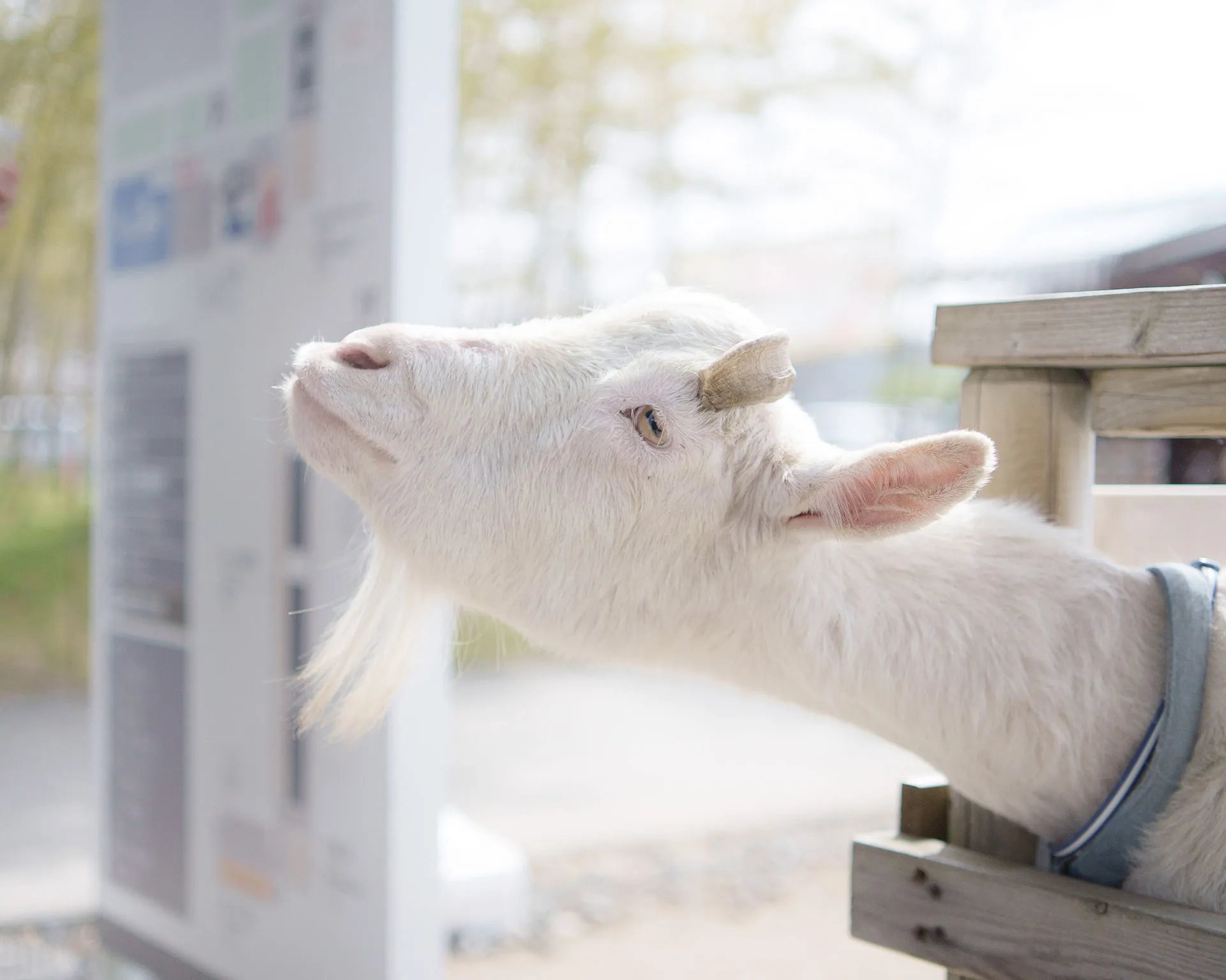 道の駅 保田小学校