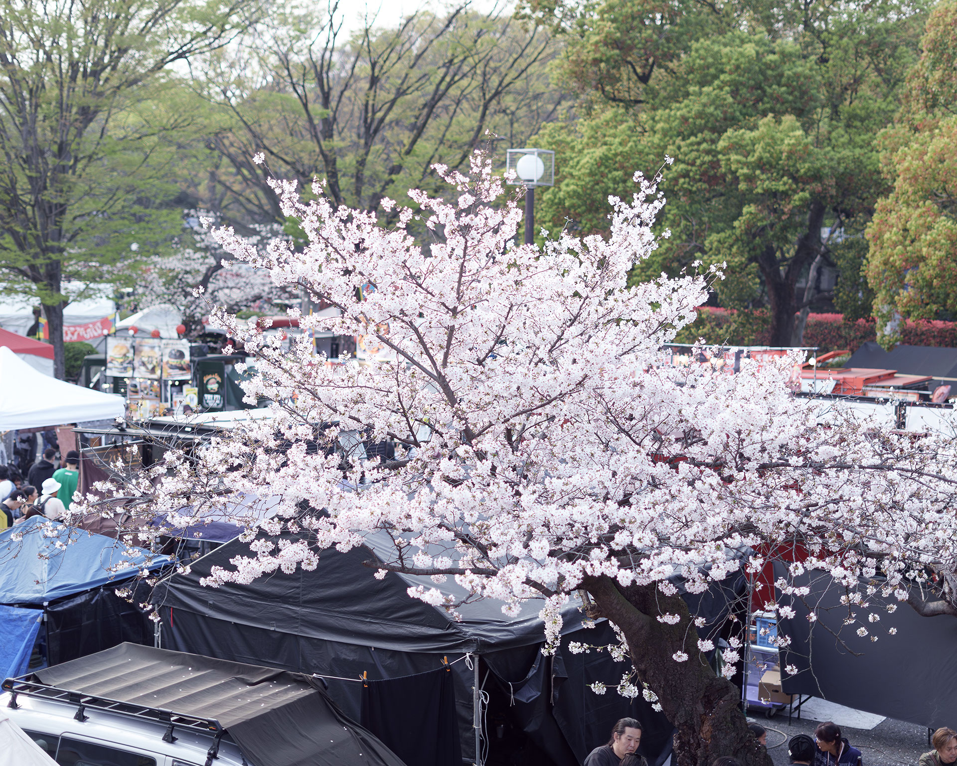 代々木公園のイベント会場を彩る満開の桜。下には飲食ブースのテントが並び、活気に満ちている。