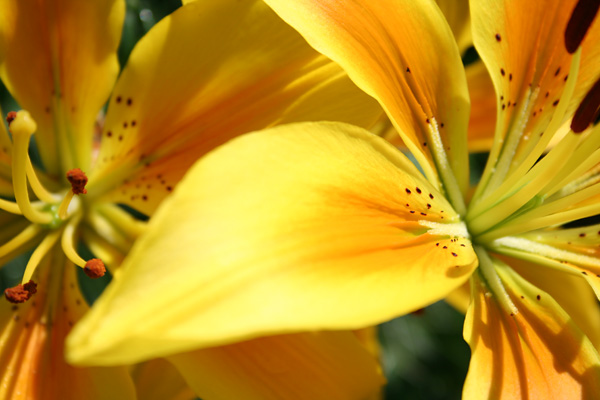  ゆりパーク開園ハンターマウンテン塩原