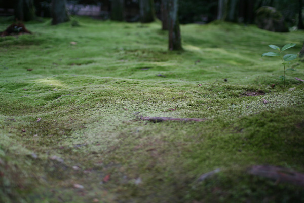 龍安寺の苔