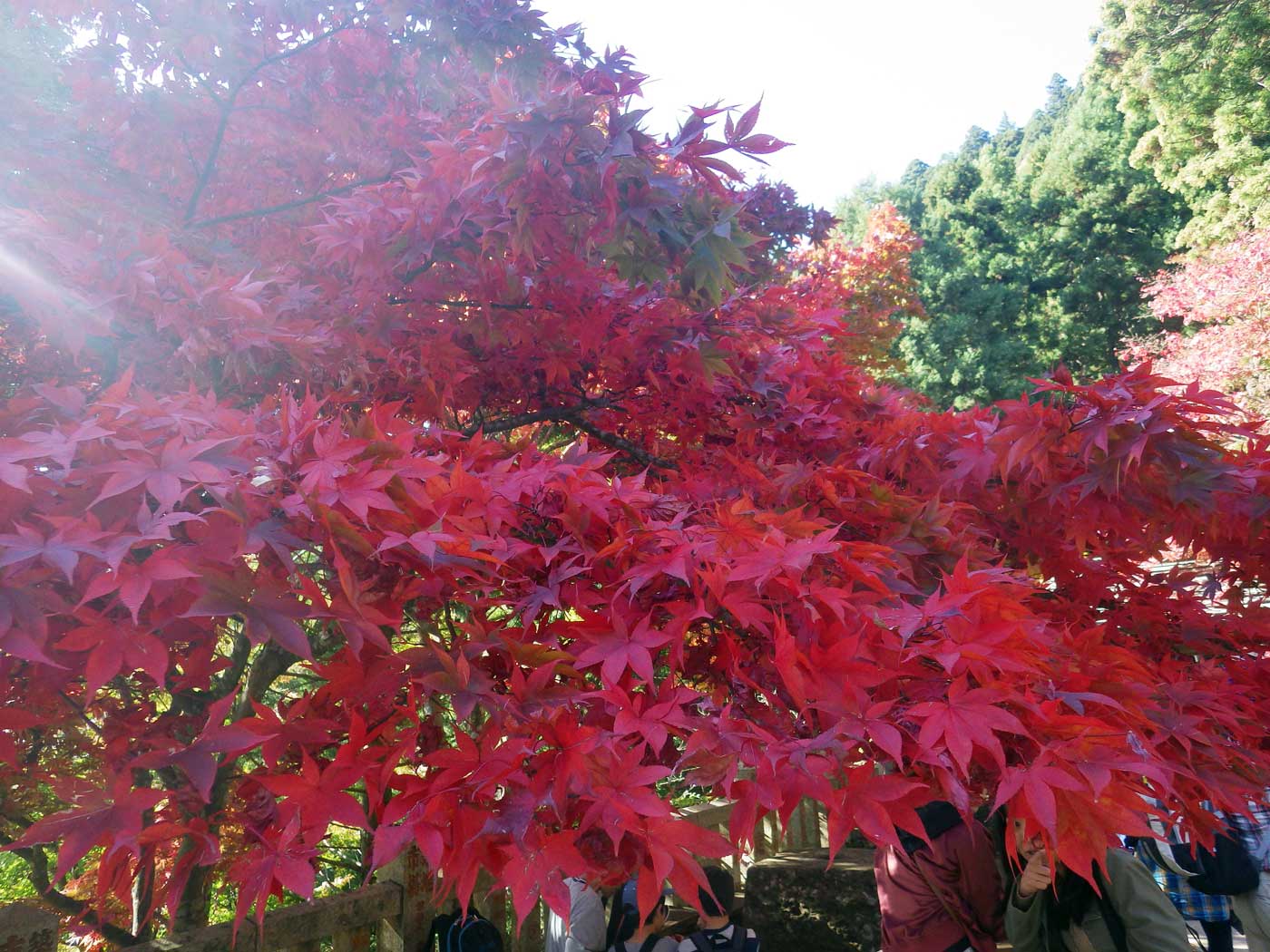 パパハイキング　大山