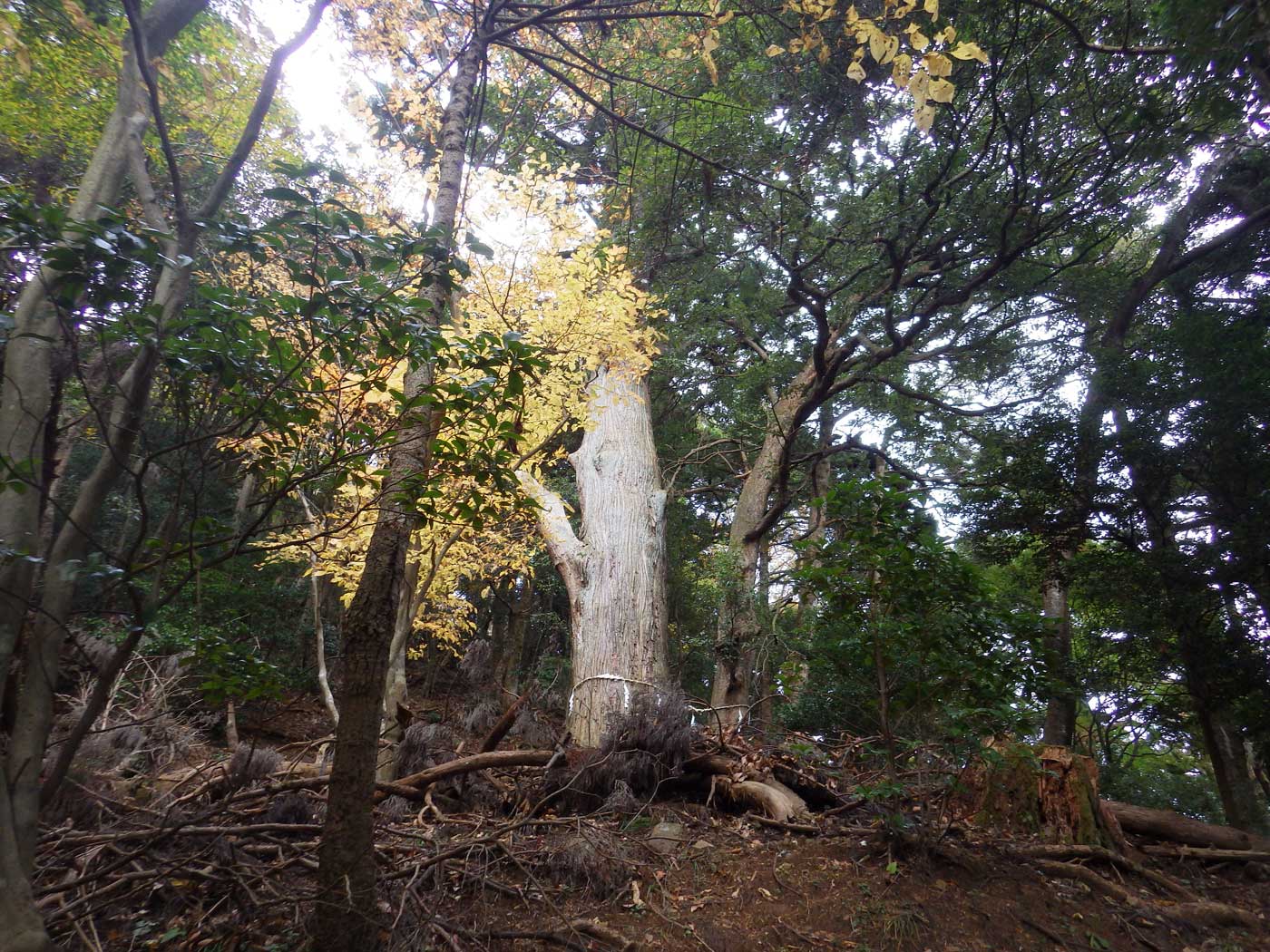 パパハイキング　大山