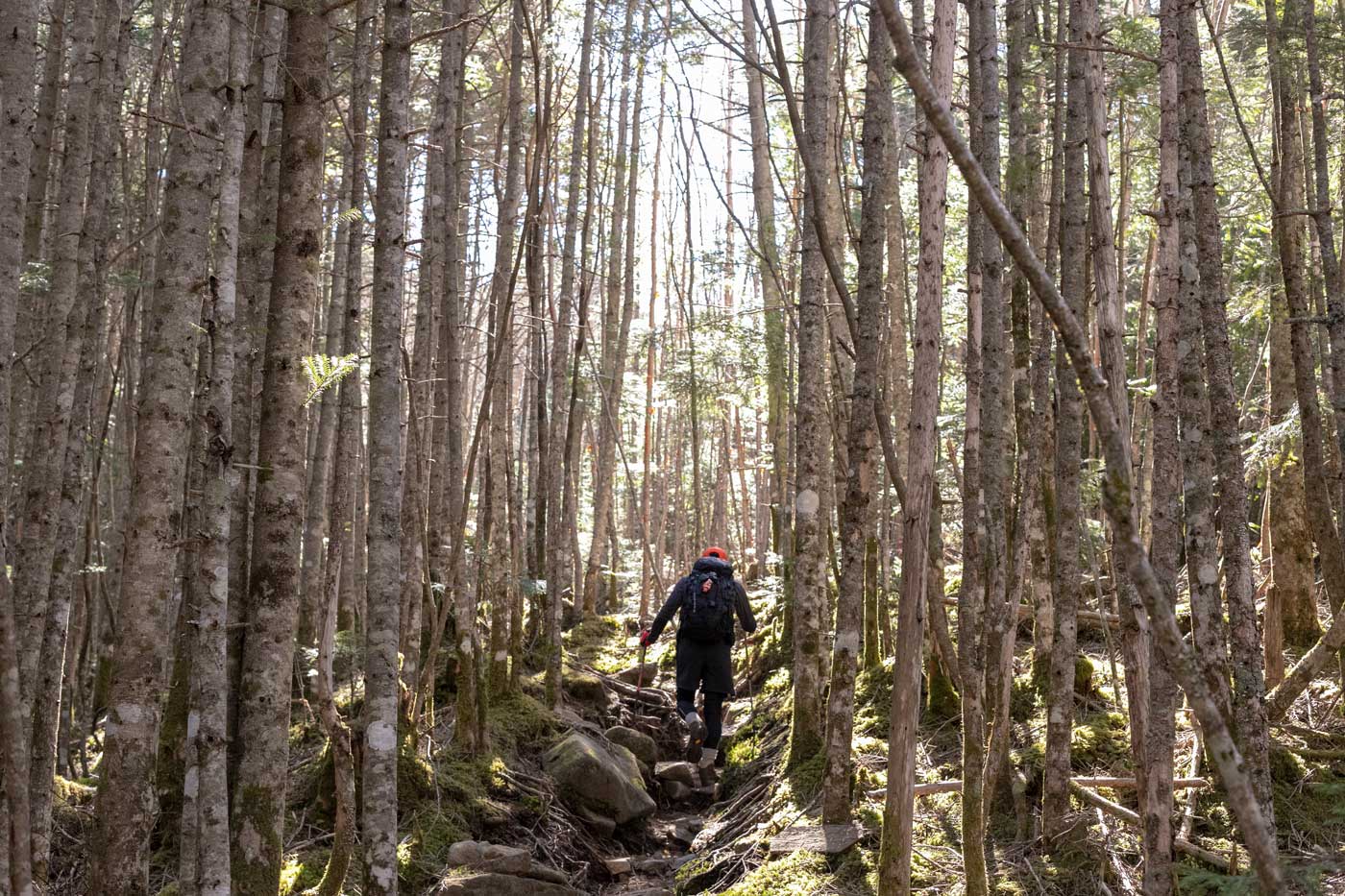天狗岳（唐沢鉱泉から東〜西周回）
