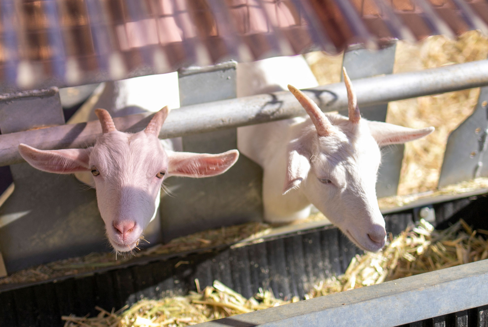 クルックフィールズ