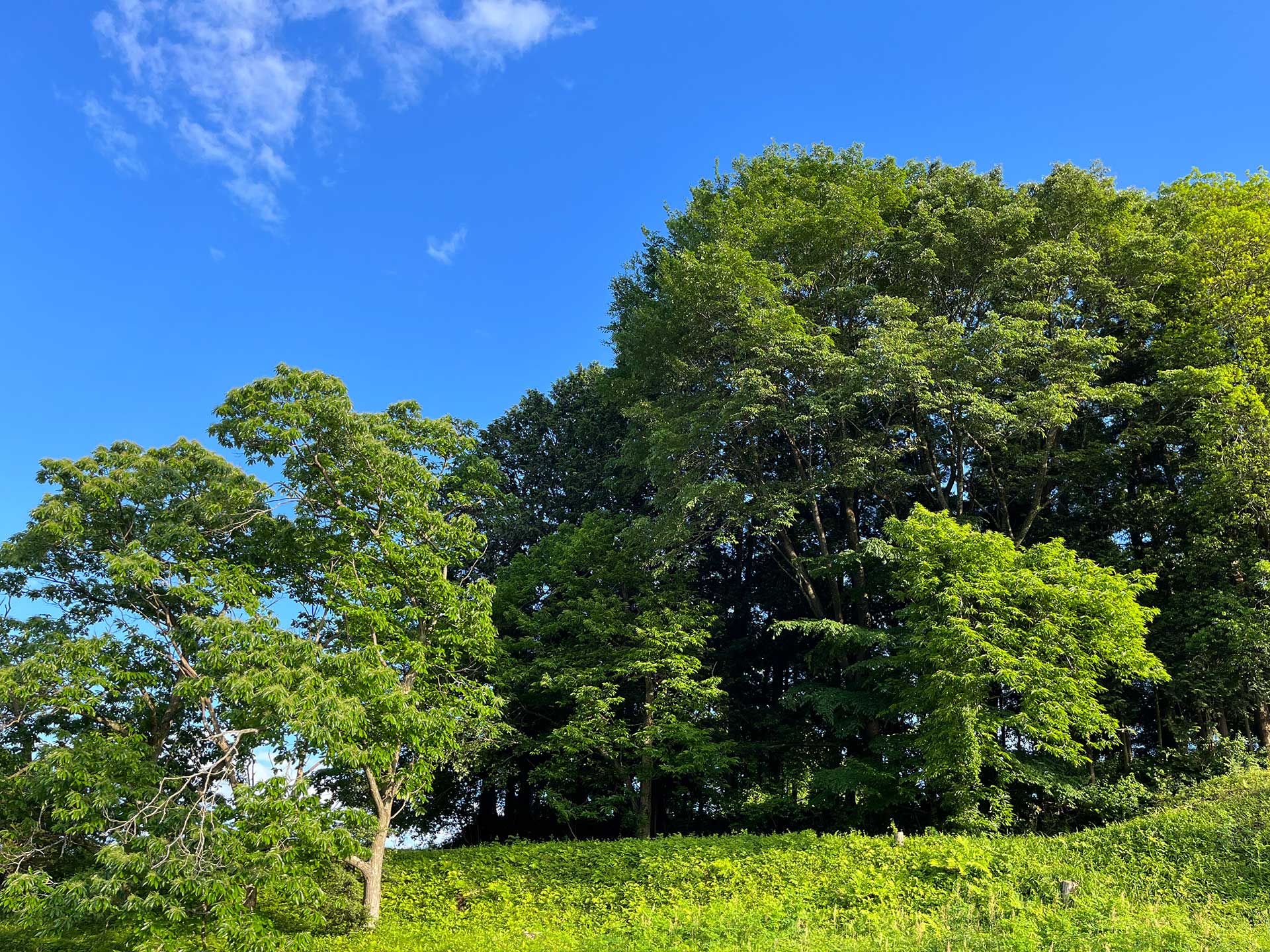 茂木 縁側から見る向こう