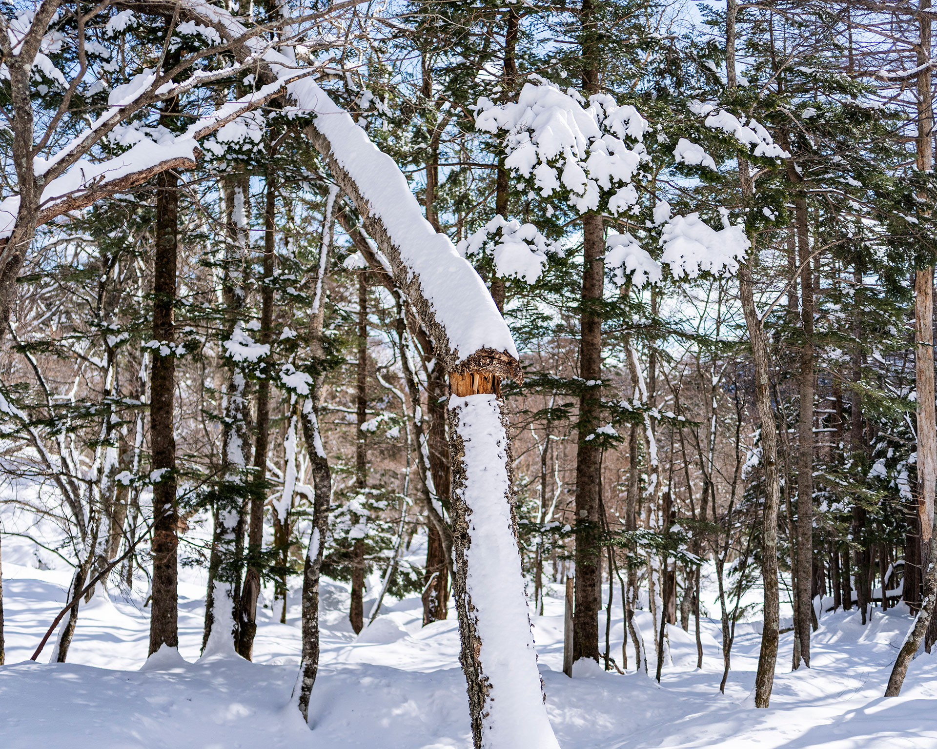 雪に埋もれた雑木林、新雪に覆われた立ち枯れとトレッキングコース、日光国立公園の冬景色