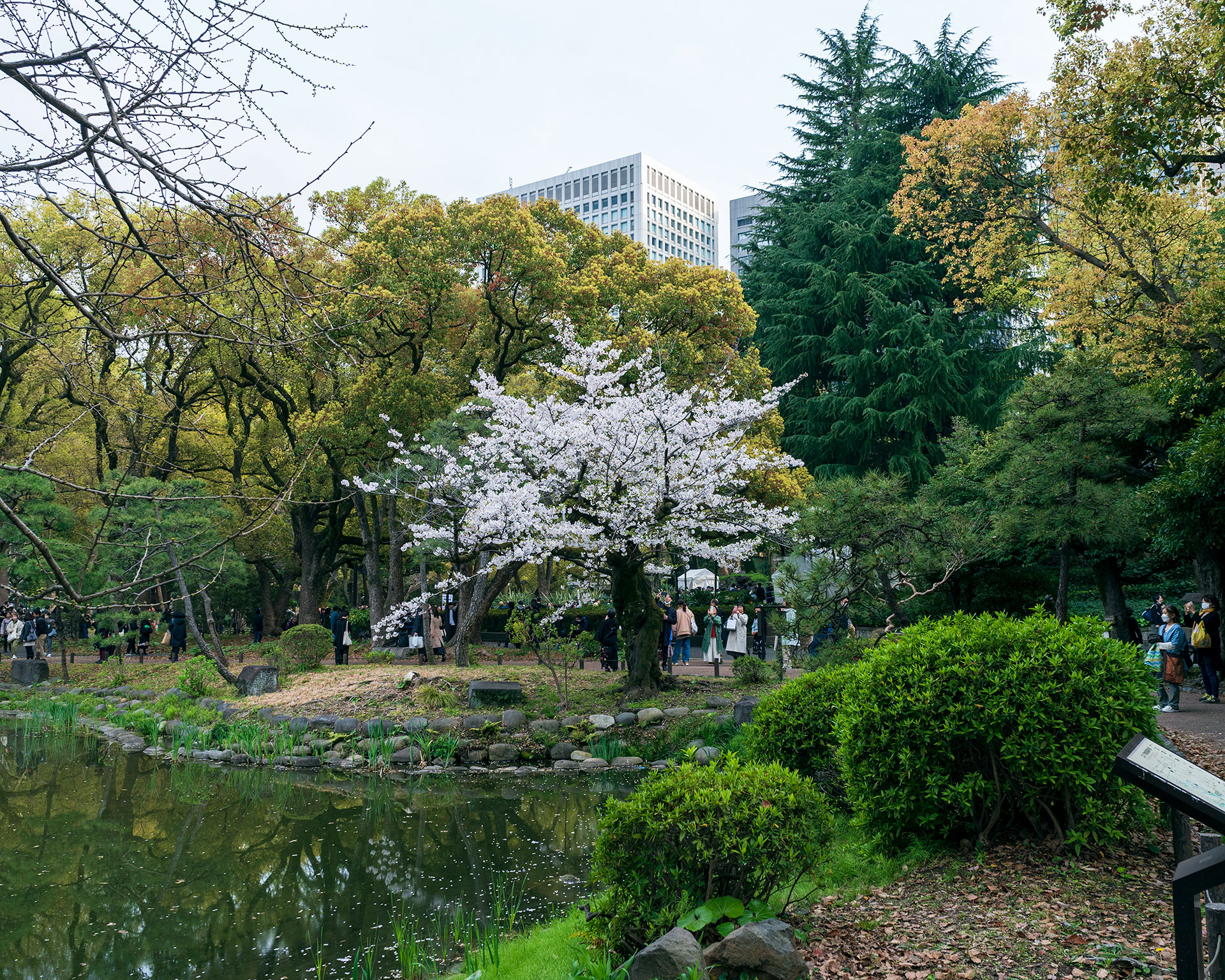 The Street Sliders 野音