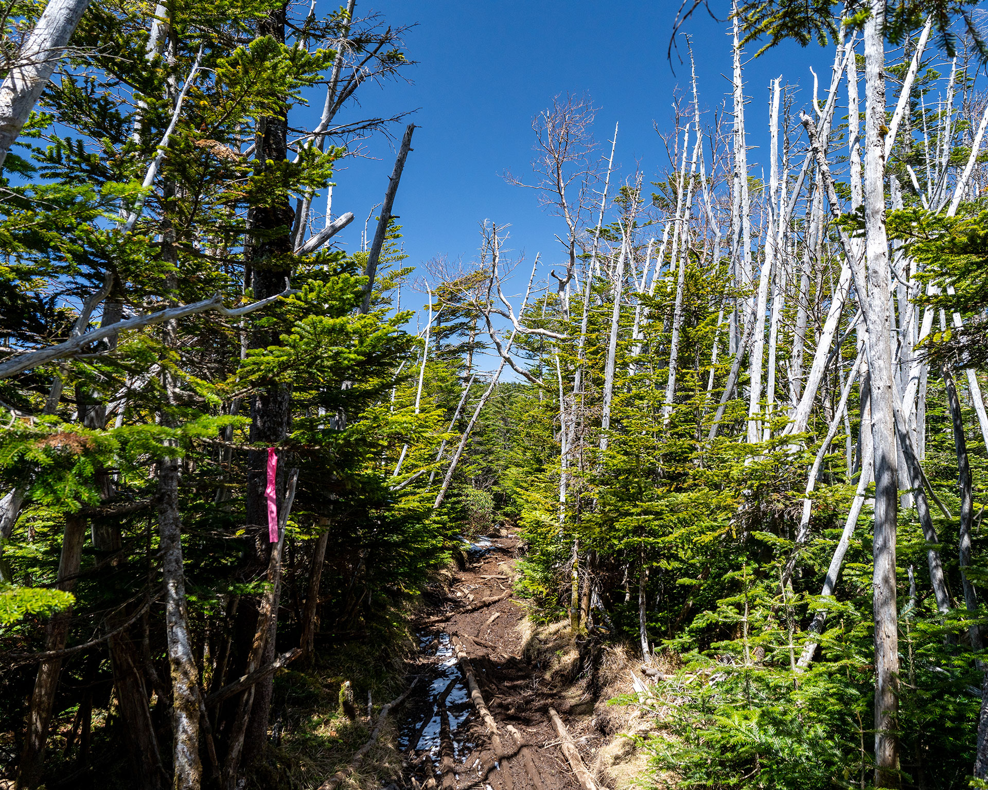 同じ場所でもいつも違う／白駒池からにゅう、高見石を周回
