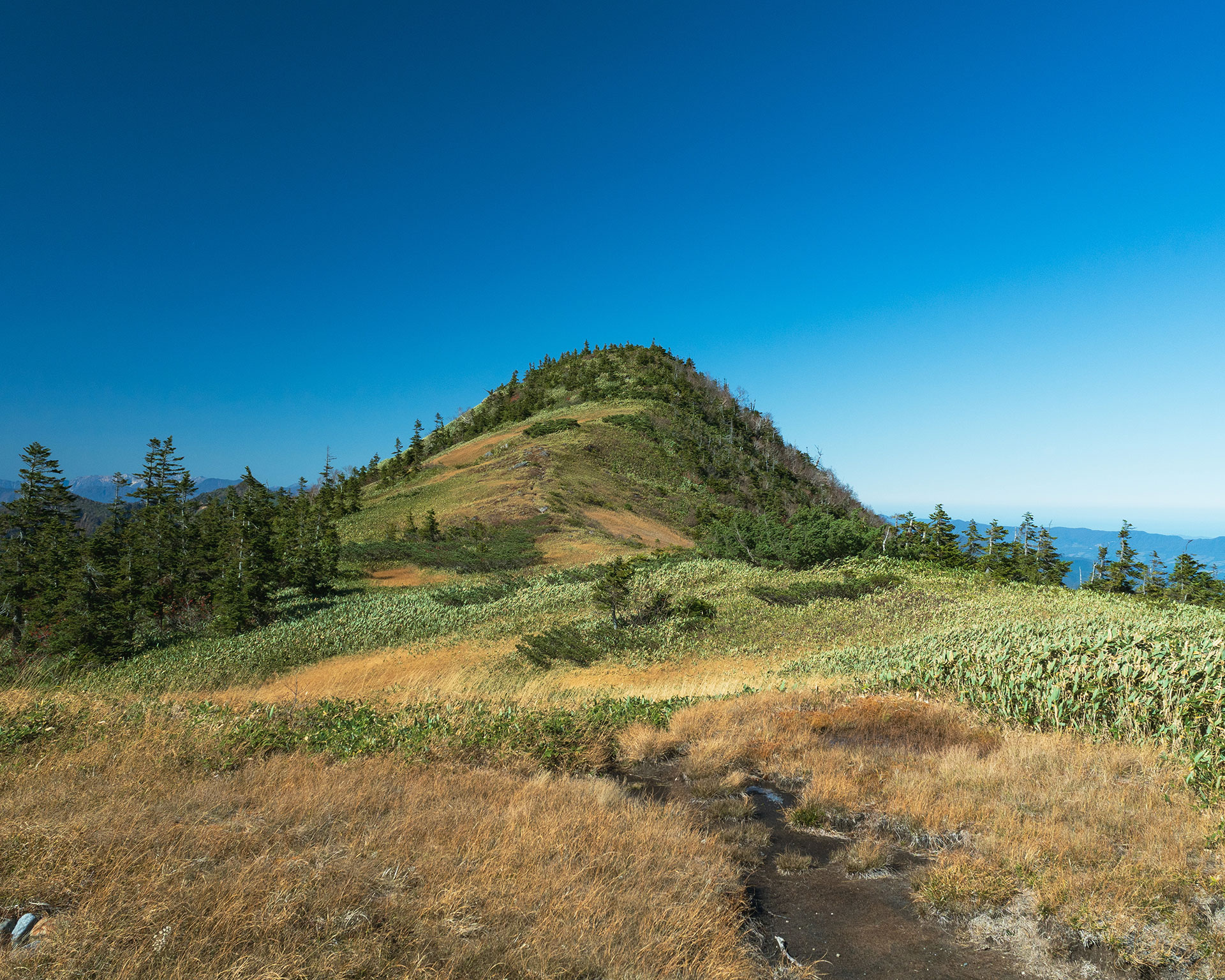 青空の下、針葉樹が生い茂る山頂へと続く山道。黄金色の草原と緑の植生が混在する夏山の風景