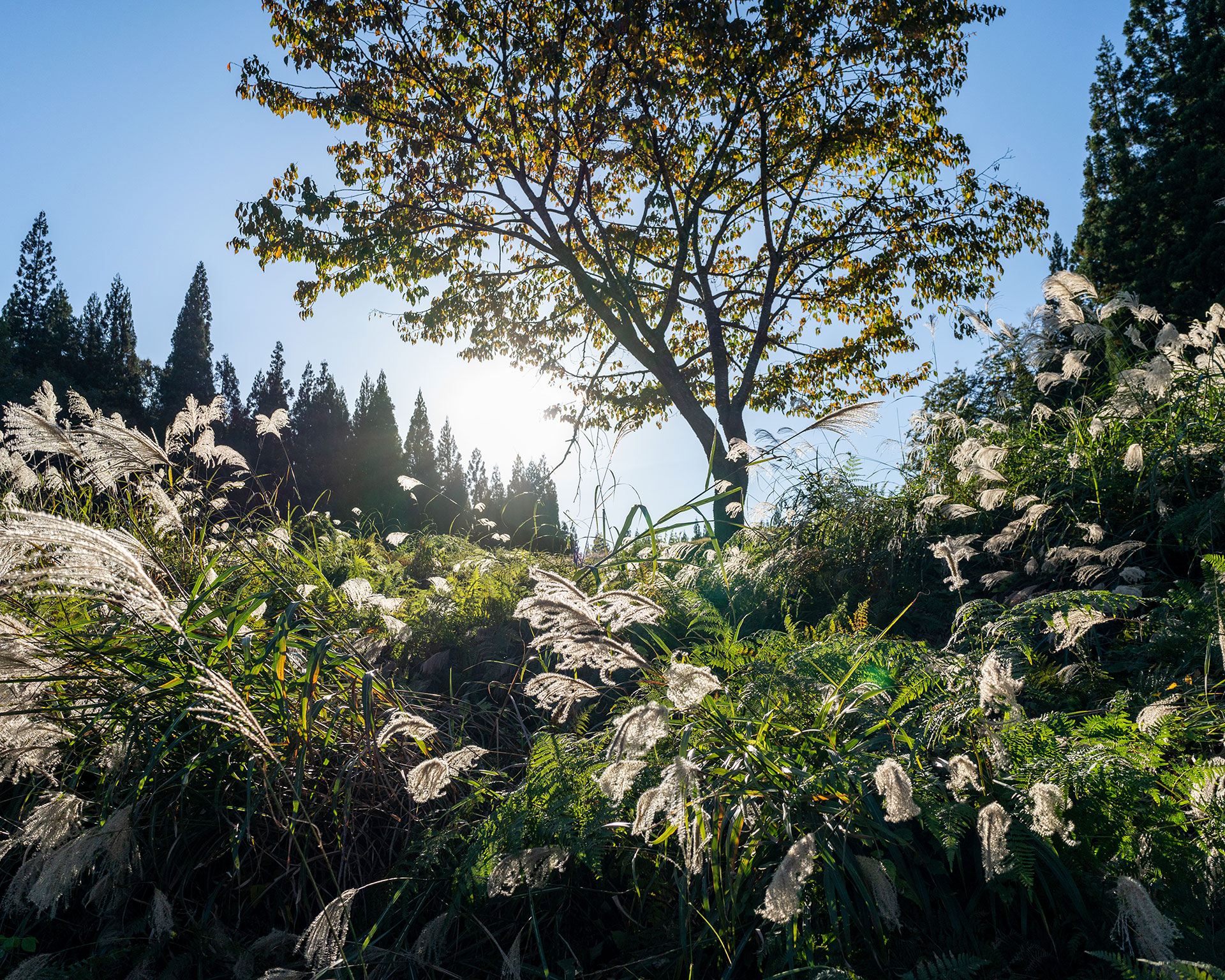 秋の苗場山でススキの穂が風に揺れる草原。逆光に照らされた落葉樹と針葉樹が背景に立ち並ぶ