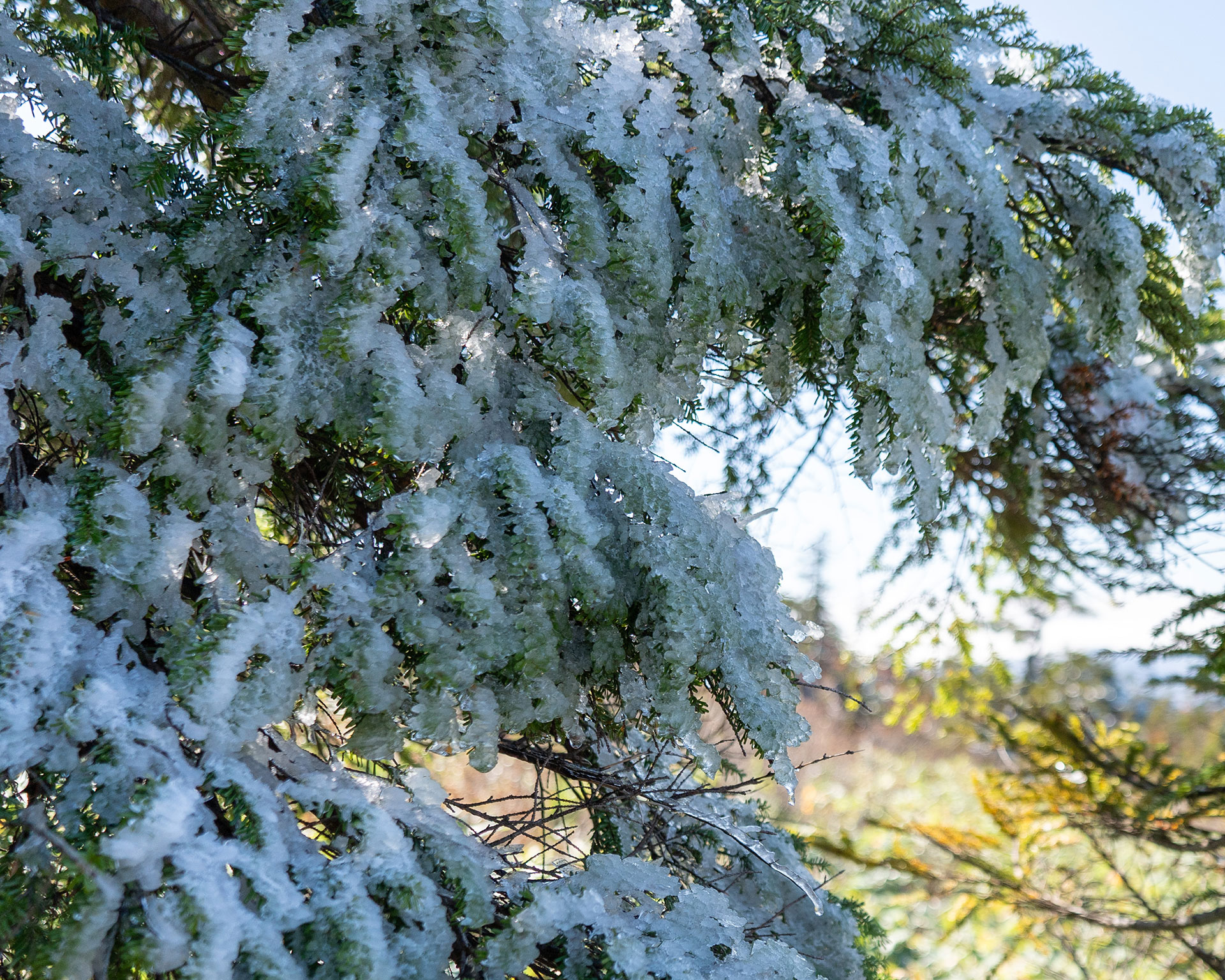 雪に覆われた針葉樹の枝。白い雪と緑の葉が美しいコントラストを生み、冬の情景を表現している