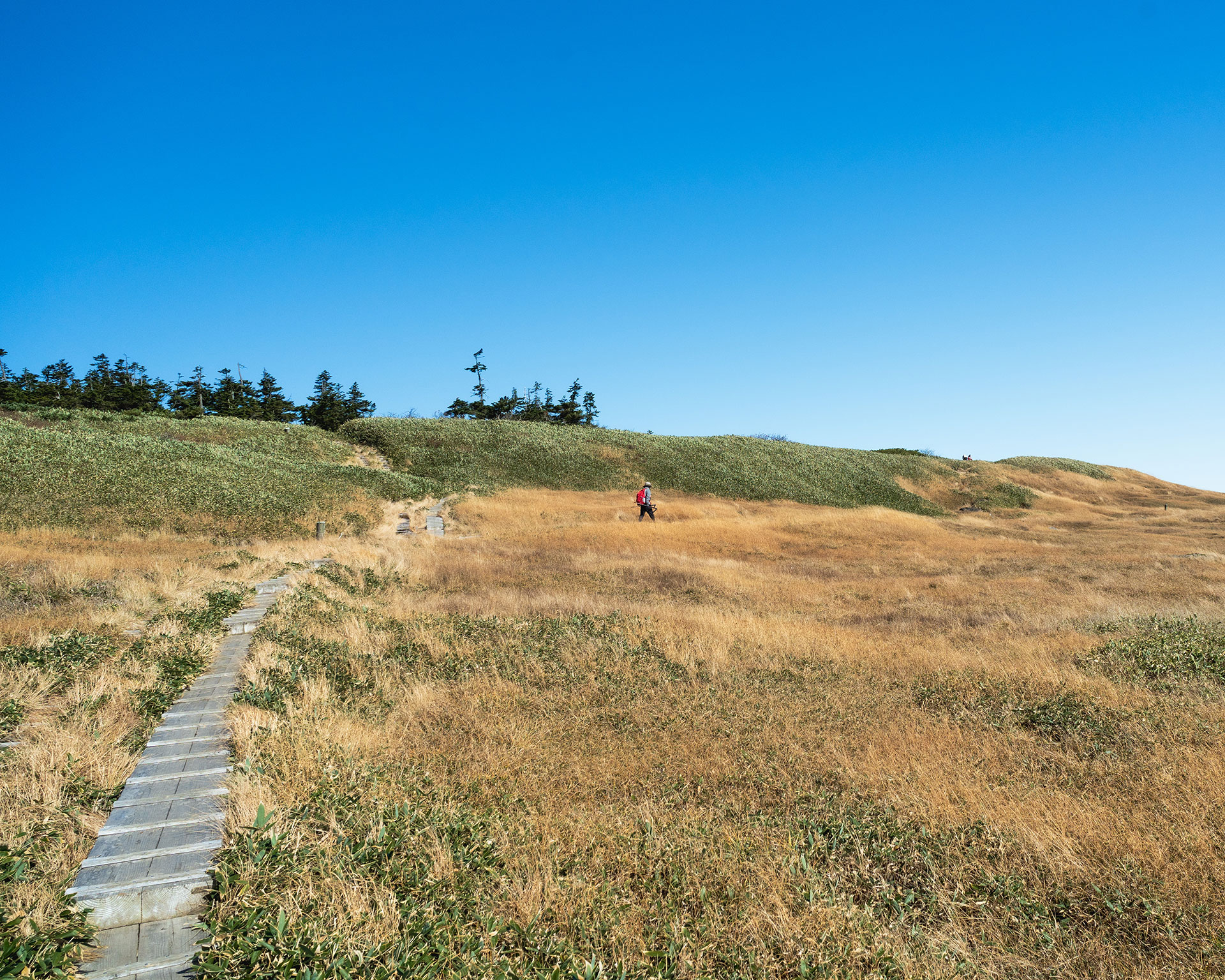 苗場山の山頂付近に設置された木道と、黄金色に染まった草原。青空の下、1人のハイカーが歩く初秋の高山風景