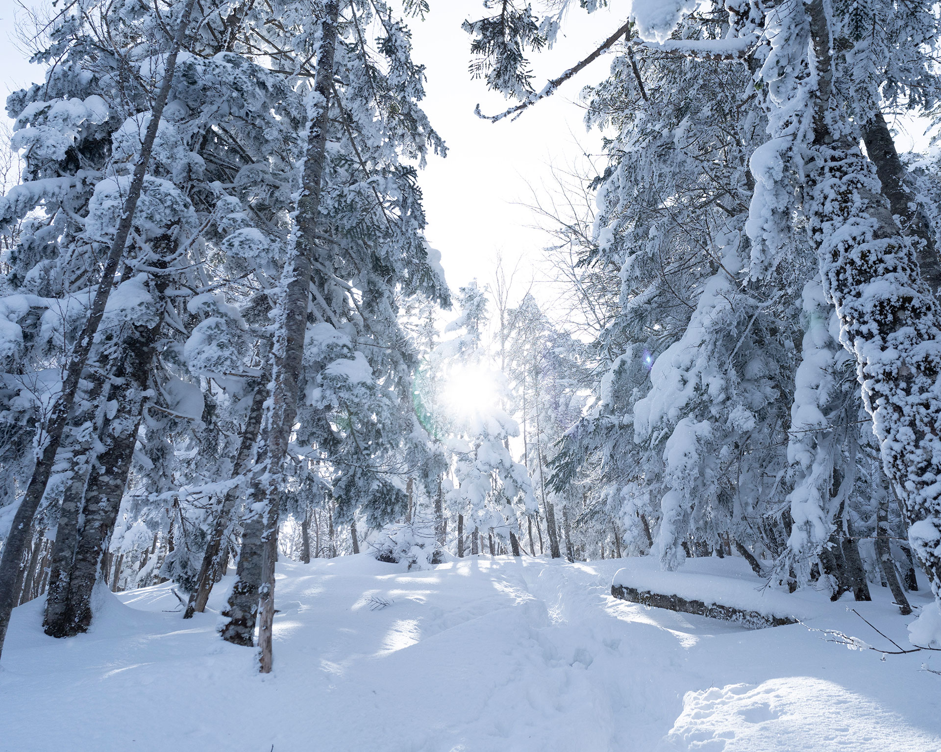 太陽の光が織りなす、神秘的な樹氷の回廊✨ 静寂に包まれた冬の森。
