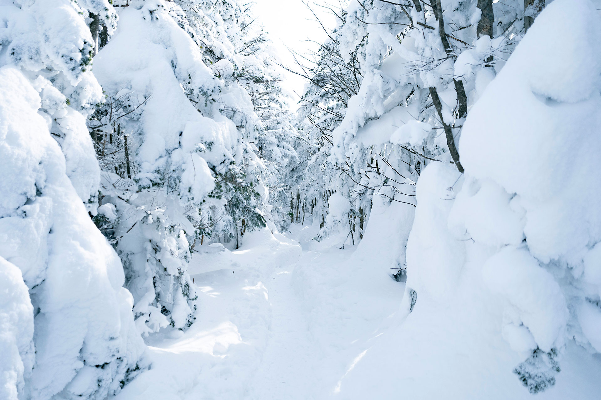 まるで白銀の迷宮。樹氷に埋もれた森の中、静寂が支配する世界。