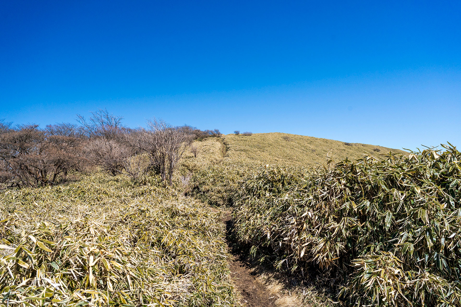 竜ヶ岳山頂直下の稜線に伸びる笹原の中の細い登山道