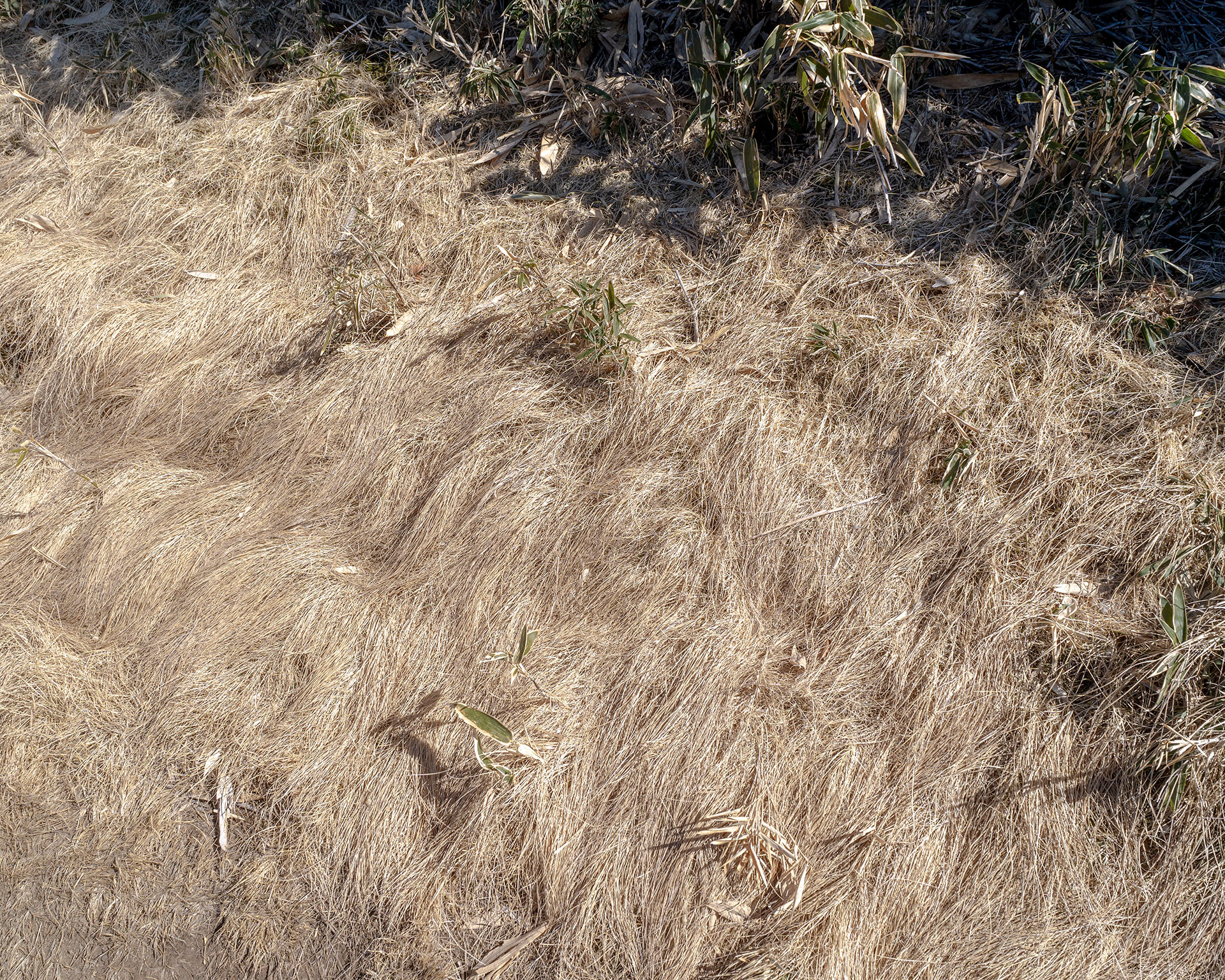 山腹に広がる冬枯れの笹原