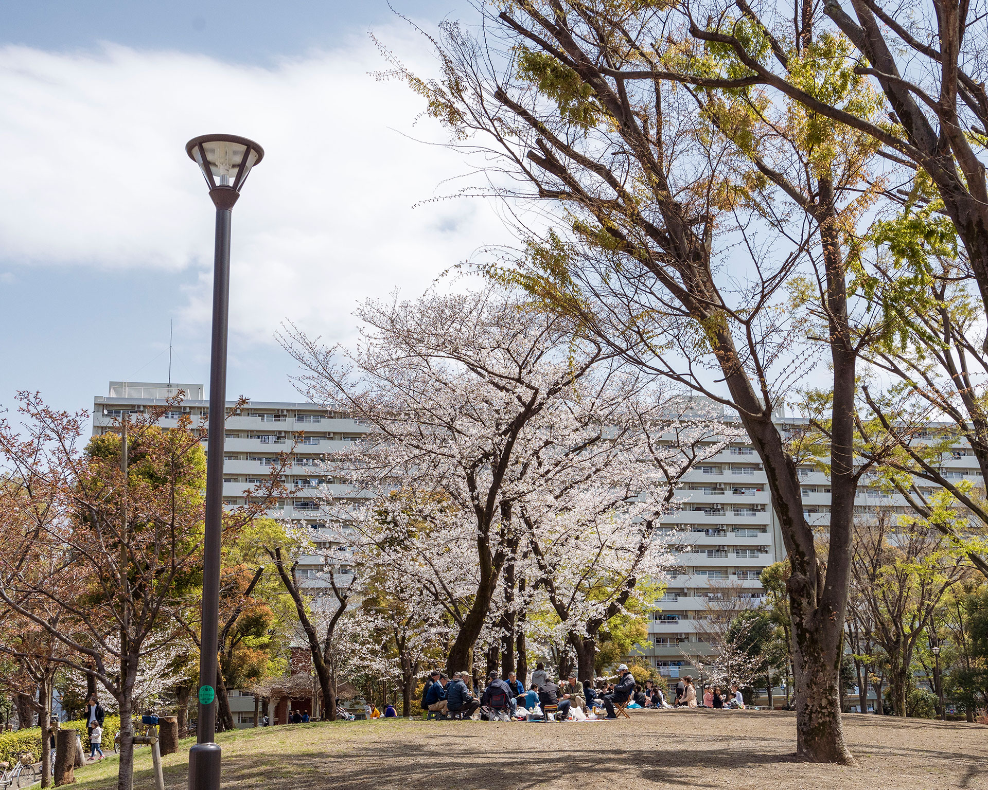 満開の桜と都会の集合住宅が調和する春の公園風景、ピクニックを楽しむ人々