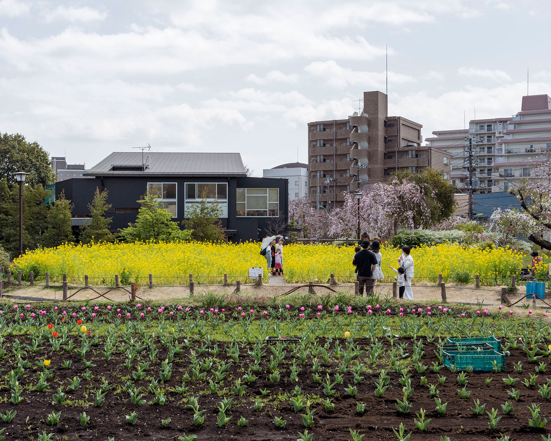 菜の花畑と春の花壇、都市型農園で写真を撮る観光客と季節の花々