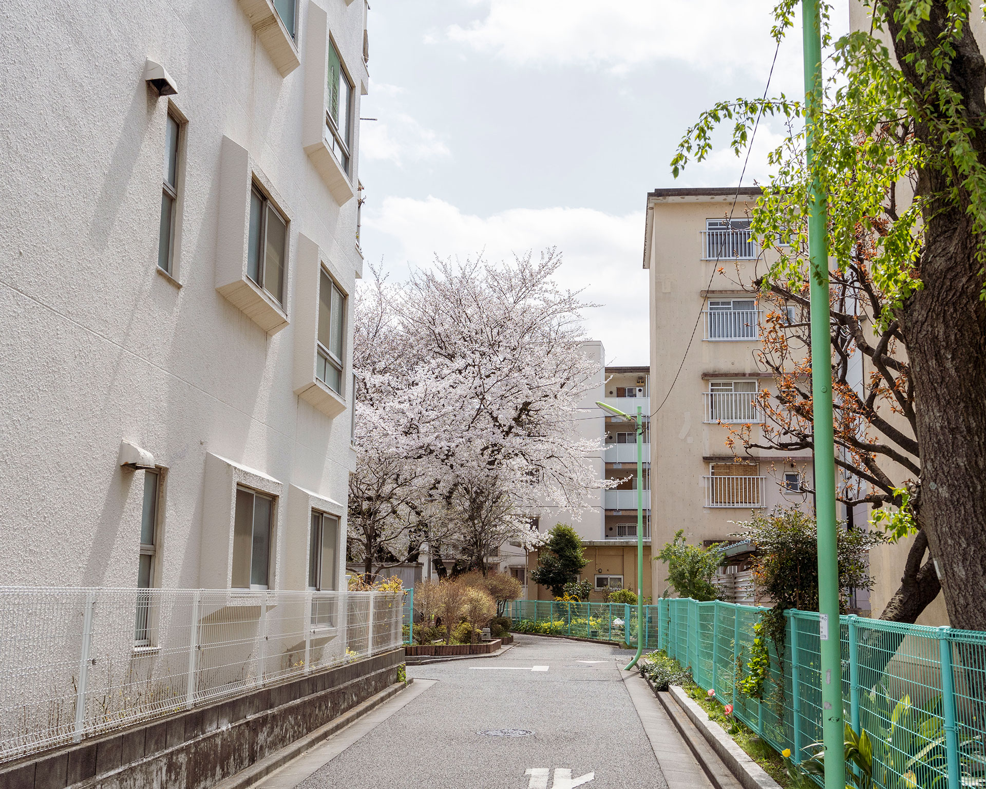 住宅街の春景色、団地の間に咲く満開の桜と遊歩道、都市の春の訪れ