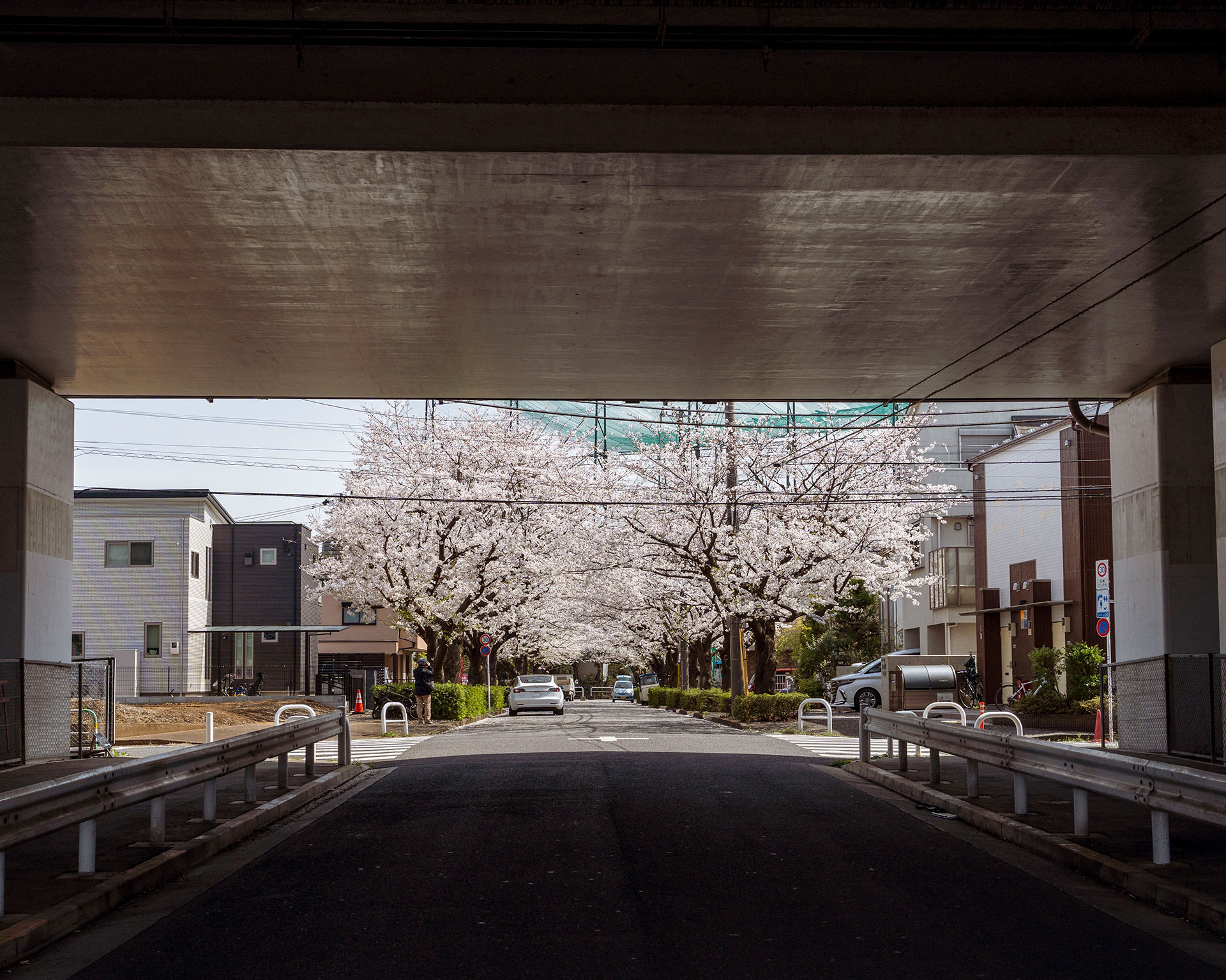高架下から見る桜並木の街路、都市計画と自然の融合、春の住宅地風景