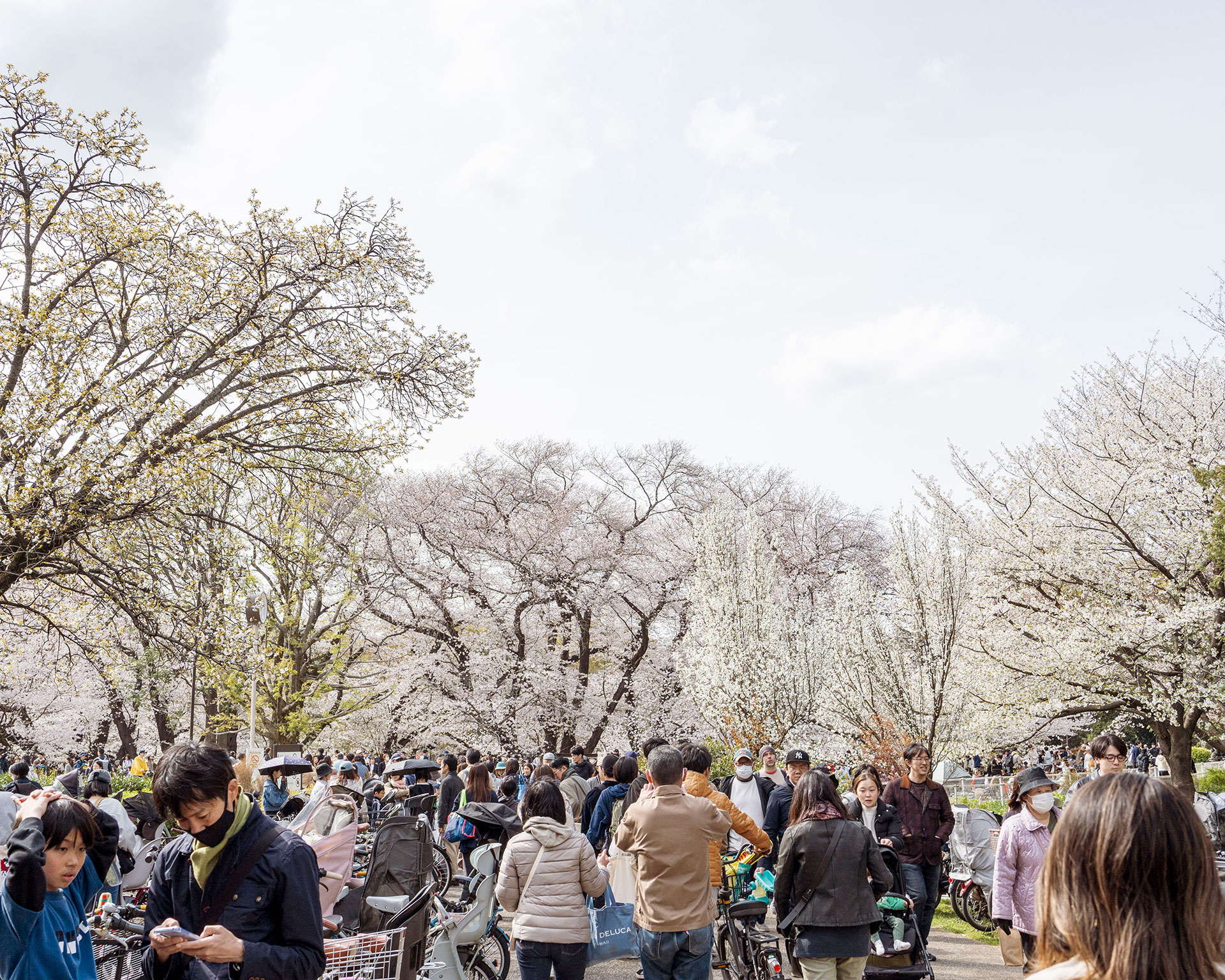 満開の桜祭り、砧公園での花見客と白く輝く桜の木々、春の風物詩
