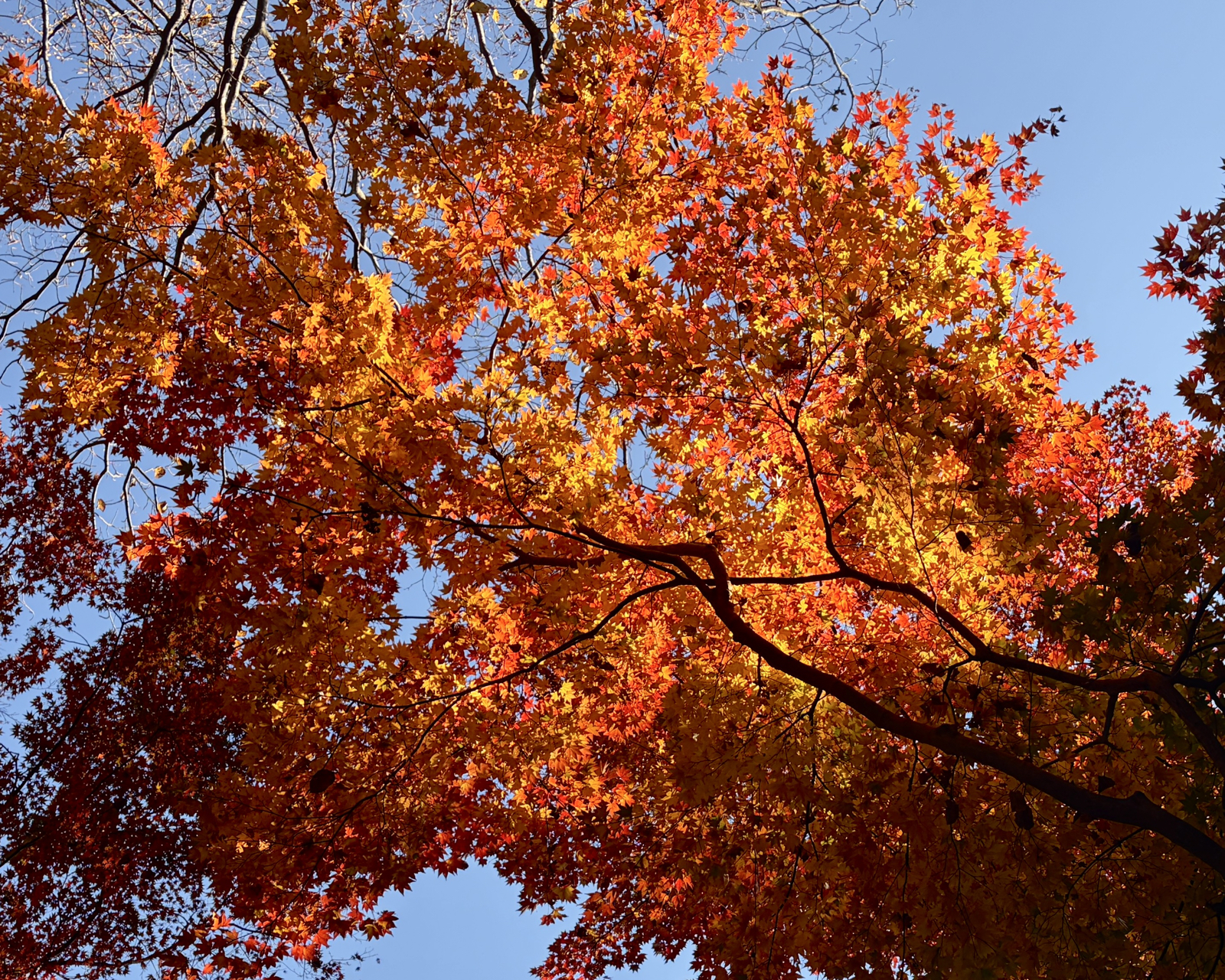 陣馬高尾山で撮影した紅葉の瞬間、深い赤と黄色が彩る日本の秋の山景色