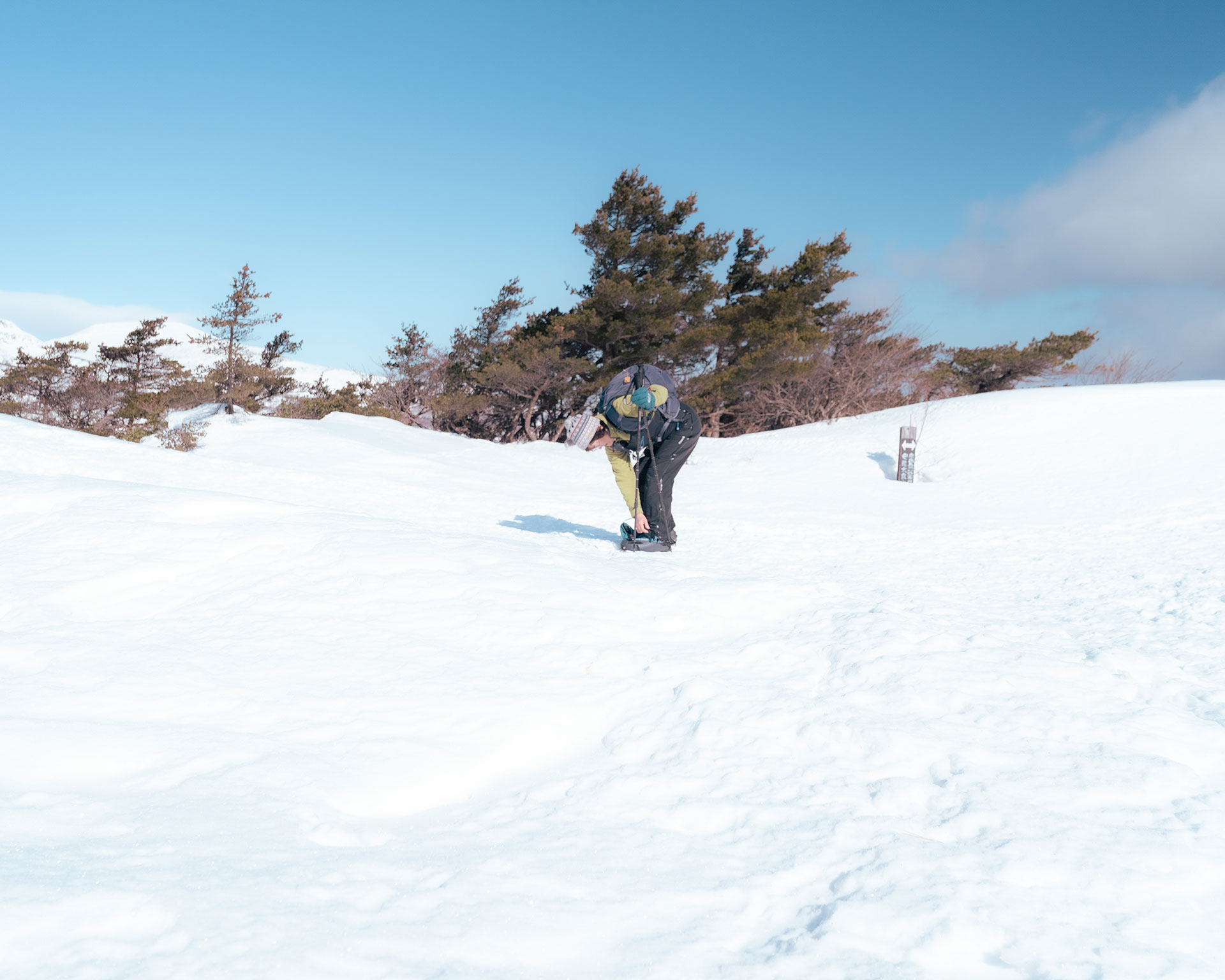 雪原を歩く登山者、背景に雪化粧した低木が広がる