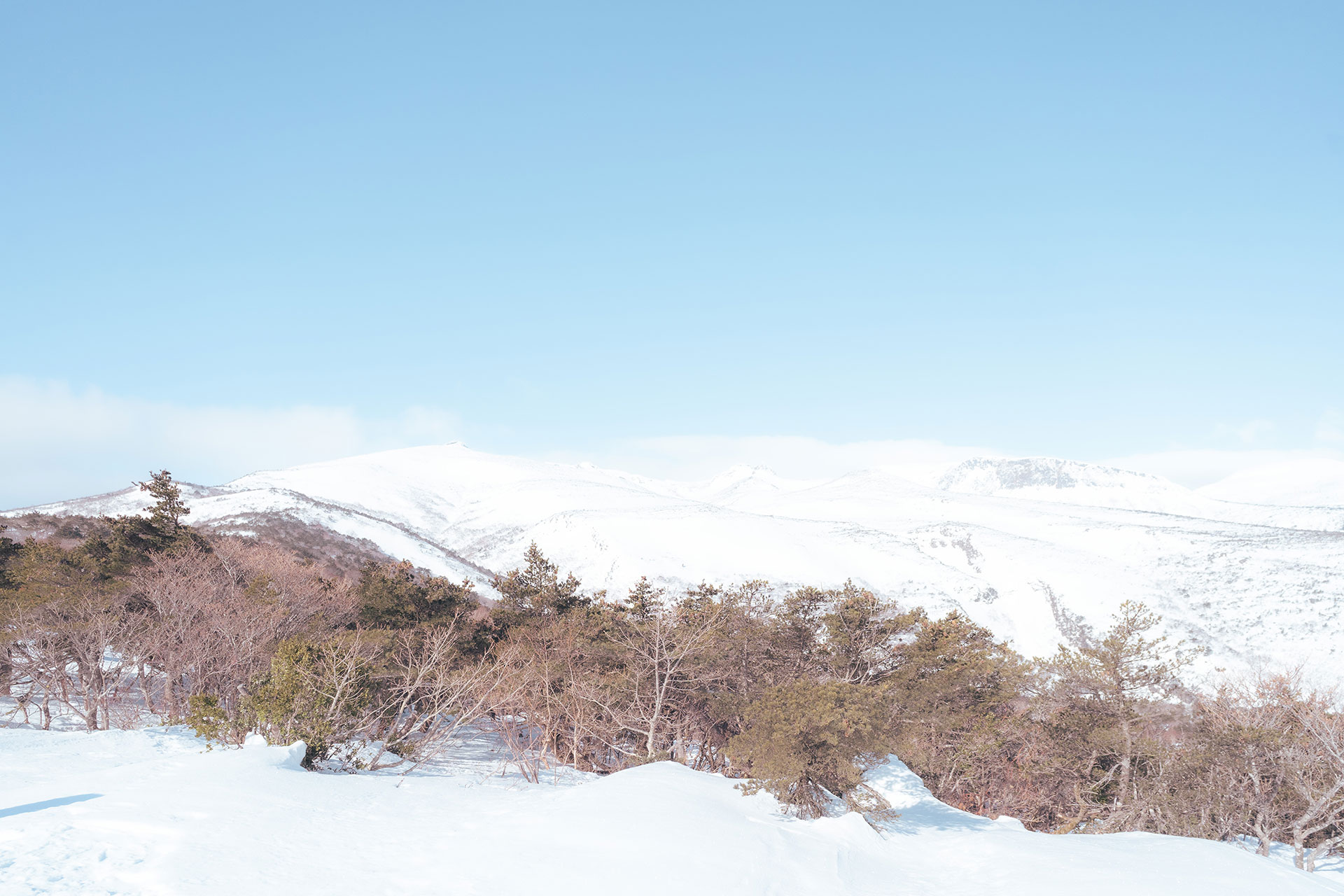 冬枯れの低木と雪原の手前から望む白い安達太良山