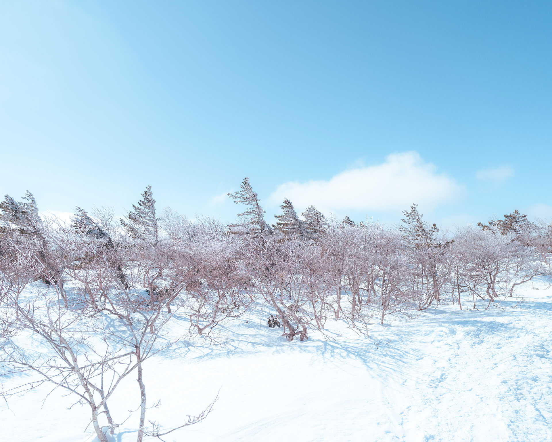 樹氷に覆われた低木と雪の登山道、青空が広がる