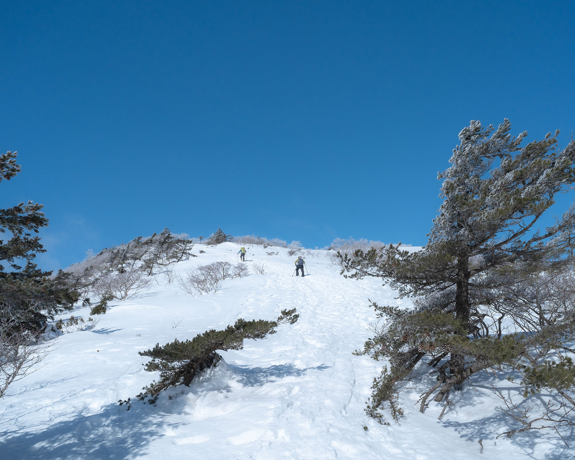 雪の斜面を登る2人のハイカー、両側に樹氷