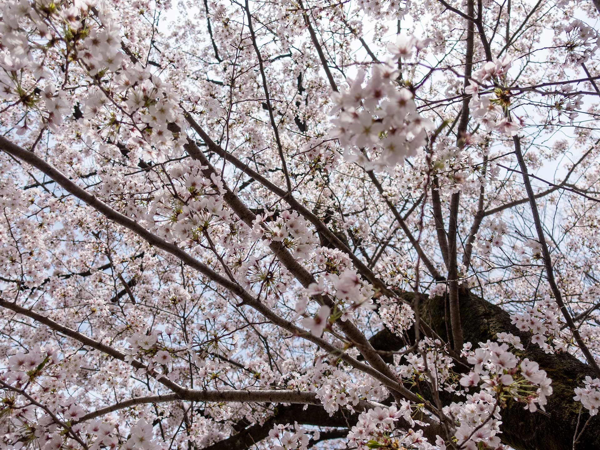 2022-cherry-blossom