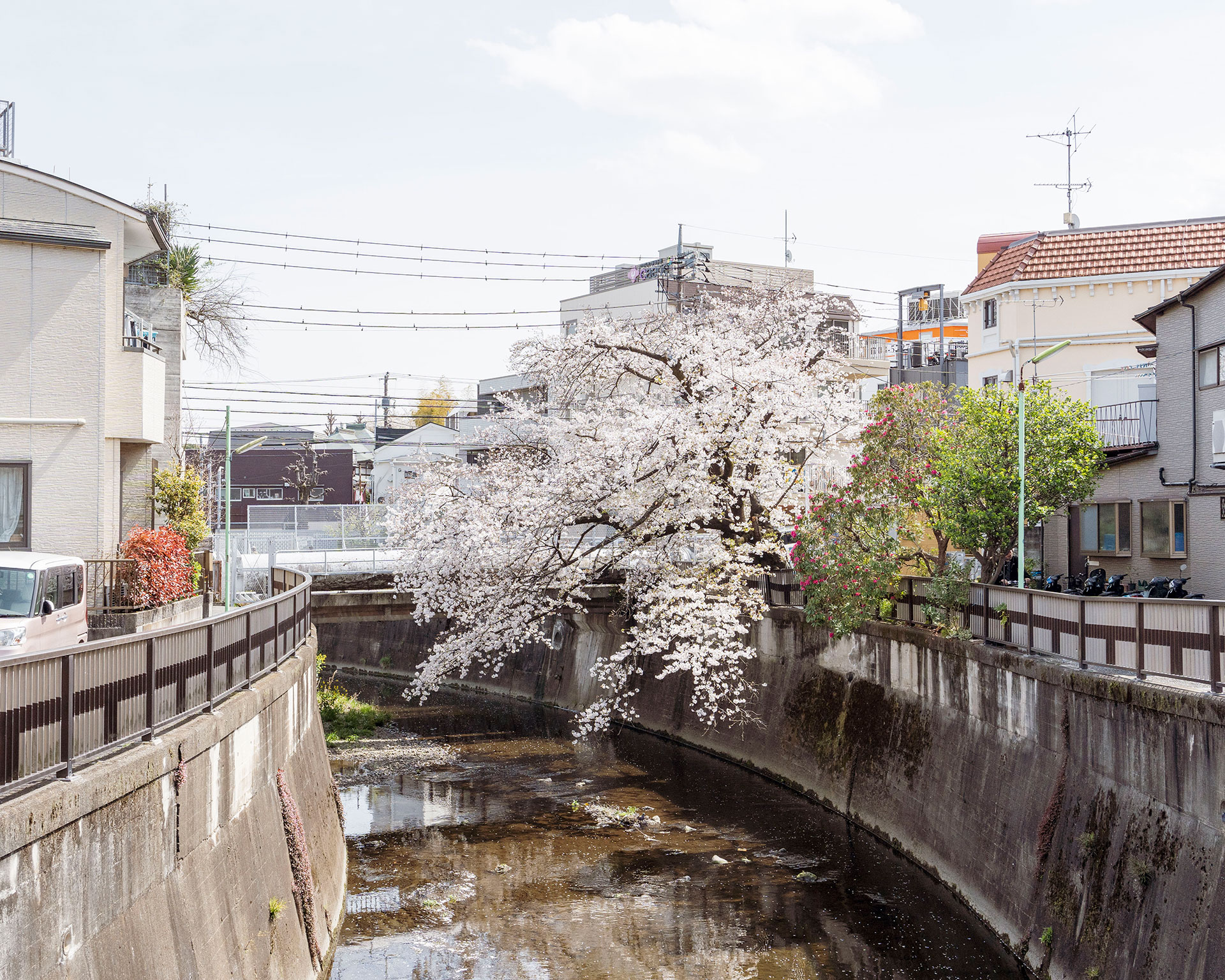 都市の水路に映える桜の風景、住宅地と調和する季節の花、春の東京