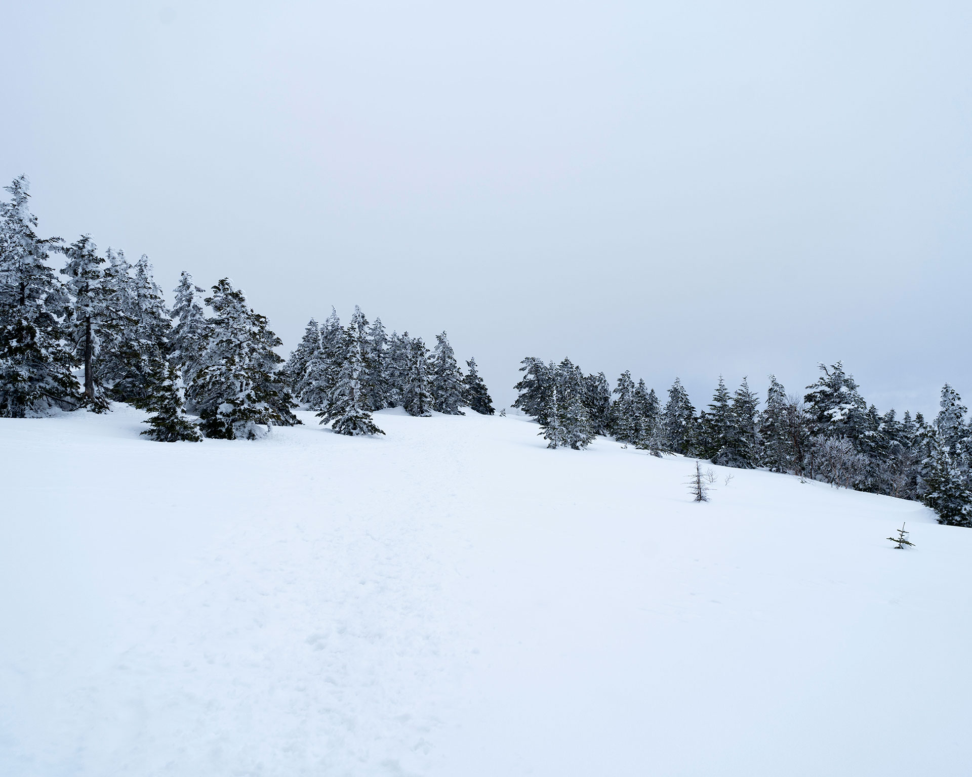 四阿山山頂付近の針葉樹林と深い雪、樹氷の美しい冬山ハイキングルート
