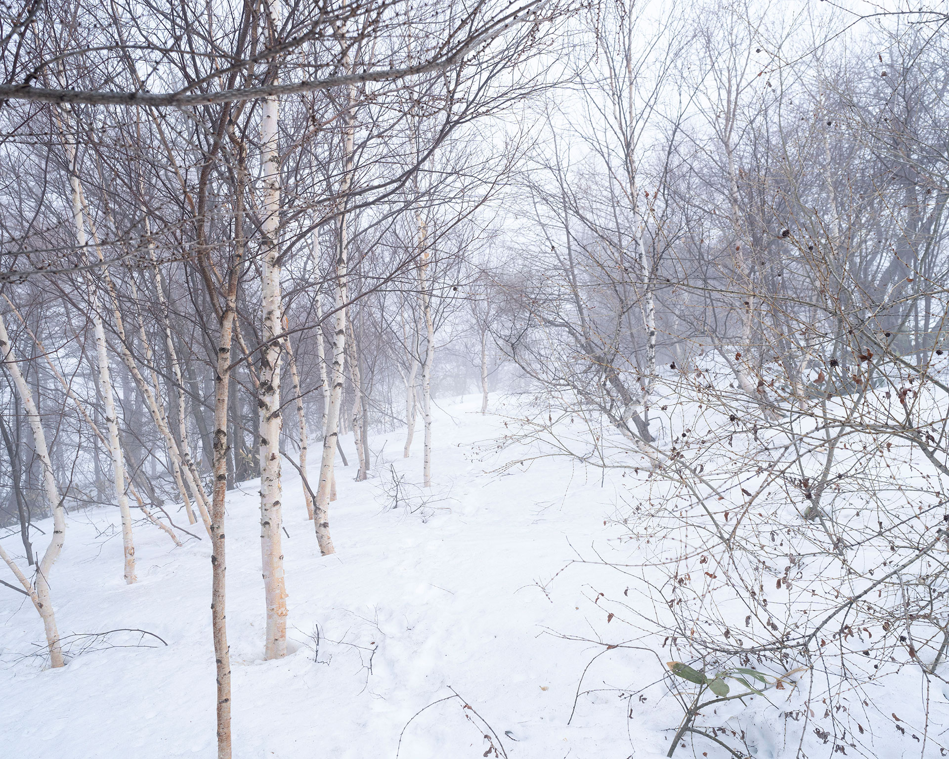 四阿山登山道の白樺林、雪に覆われた登山道と霧がかる神秘的な冬の森