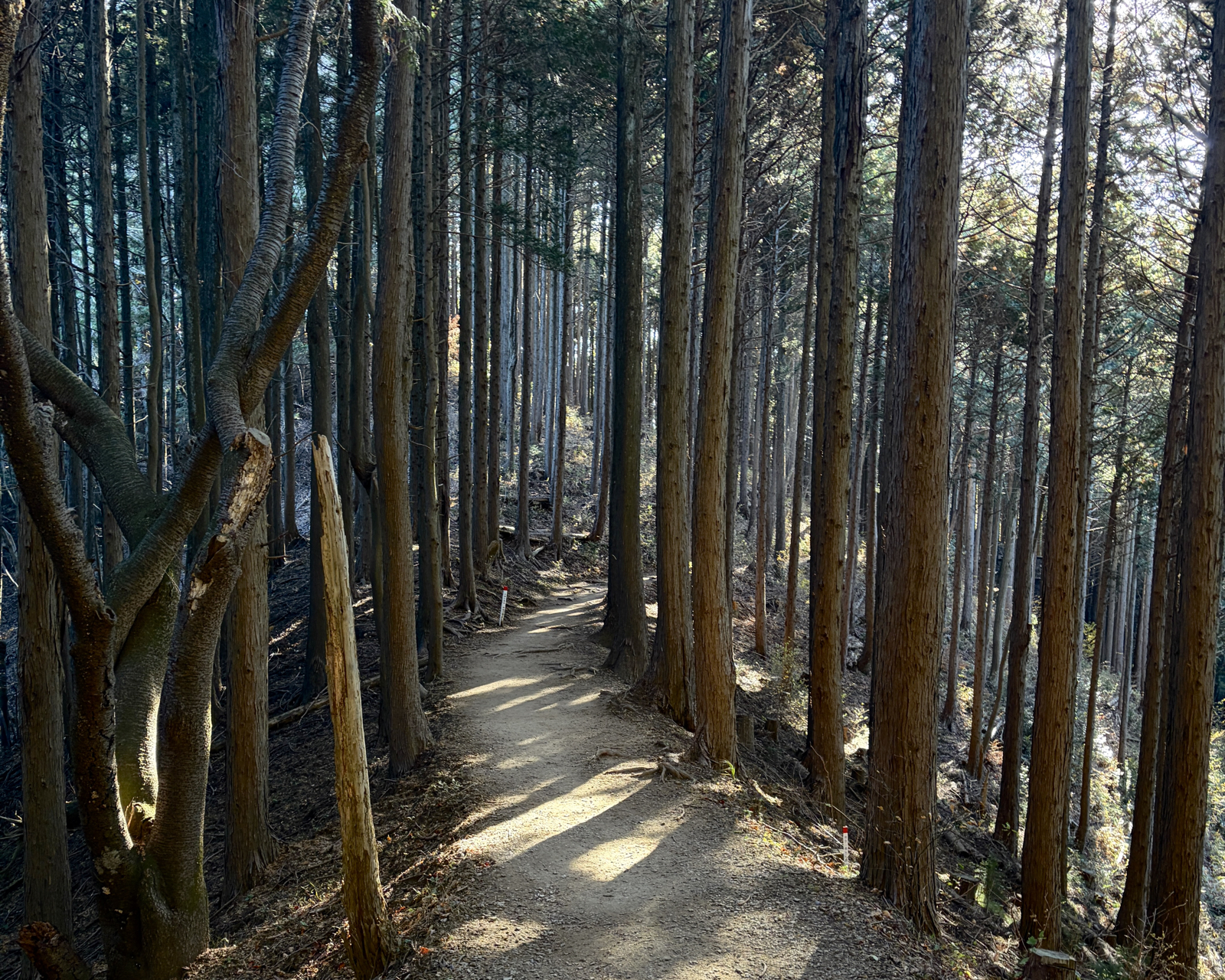 陣馬高尾山系の杉林内にある美しい山道、秋の自然を感じるハイキングトレイル