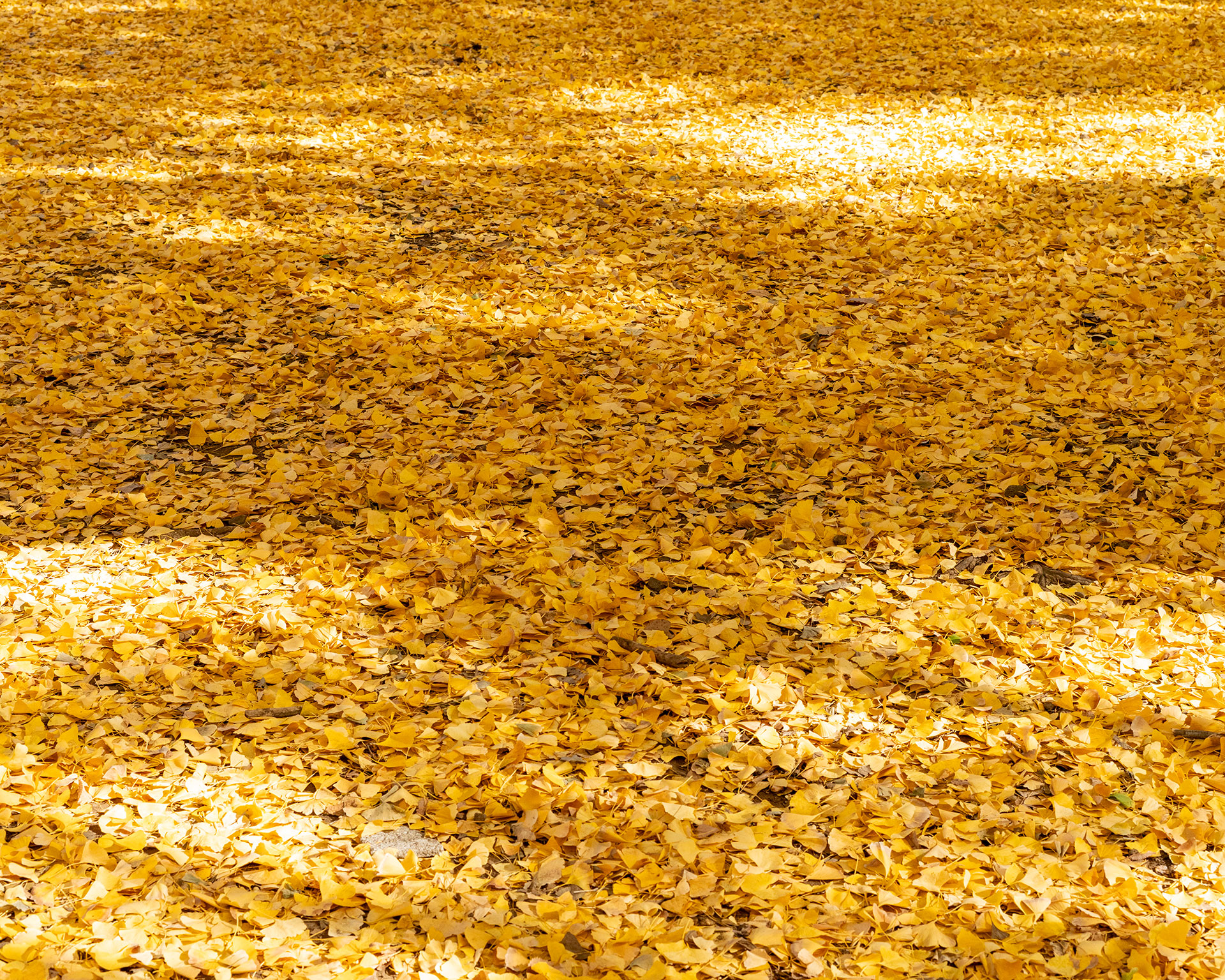 芦花公園に敷き詰められた黄金色のイチョウの落ち葉