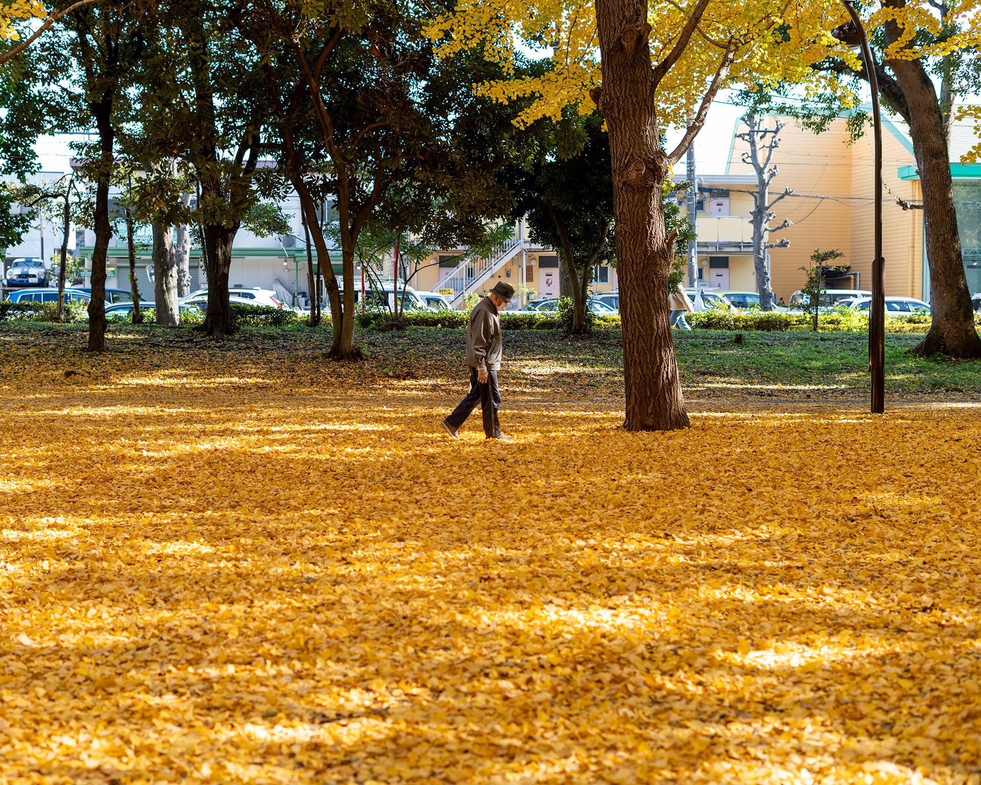 芦花公園のイチョウ並木と黄金色の落ち葉の絨毯を歩く人物の秋の風景