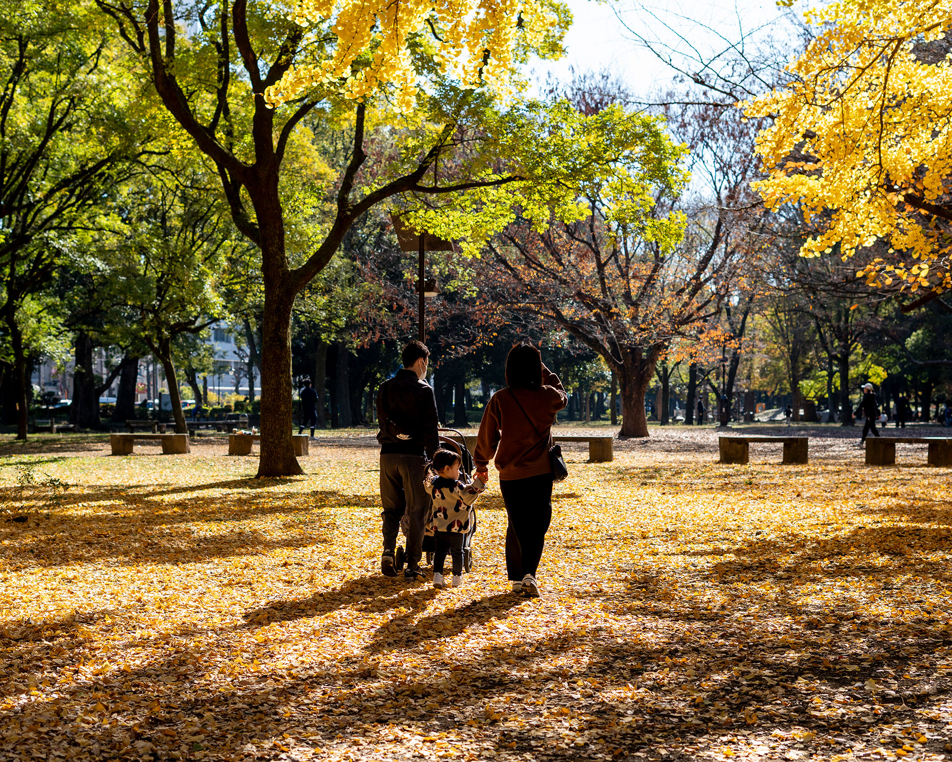 芦花公園で紅葉狩りを楽しむ家族連れとイチョウの黄葉
